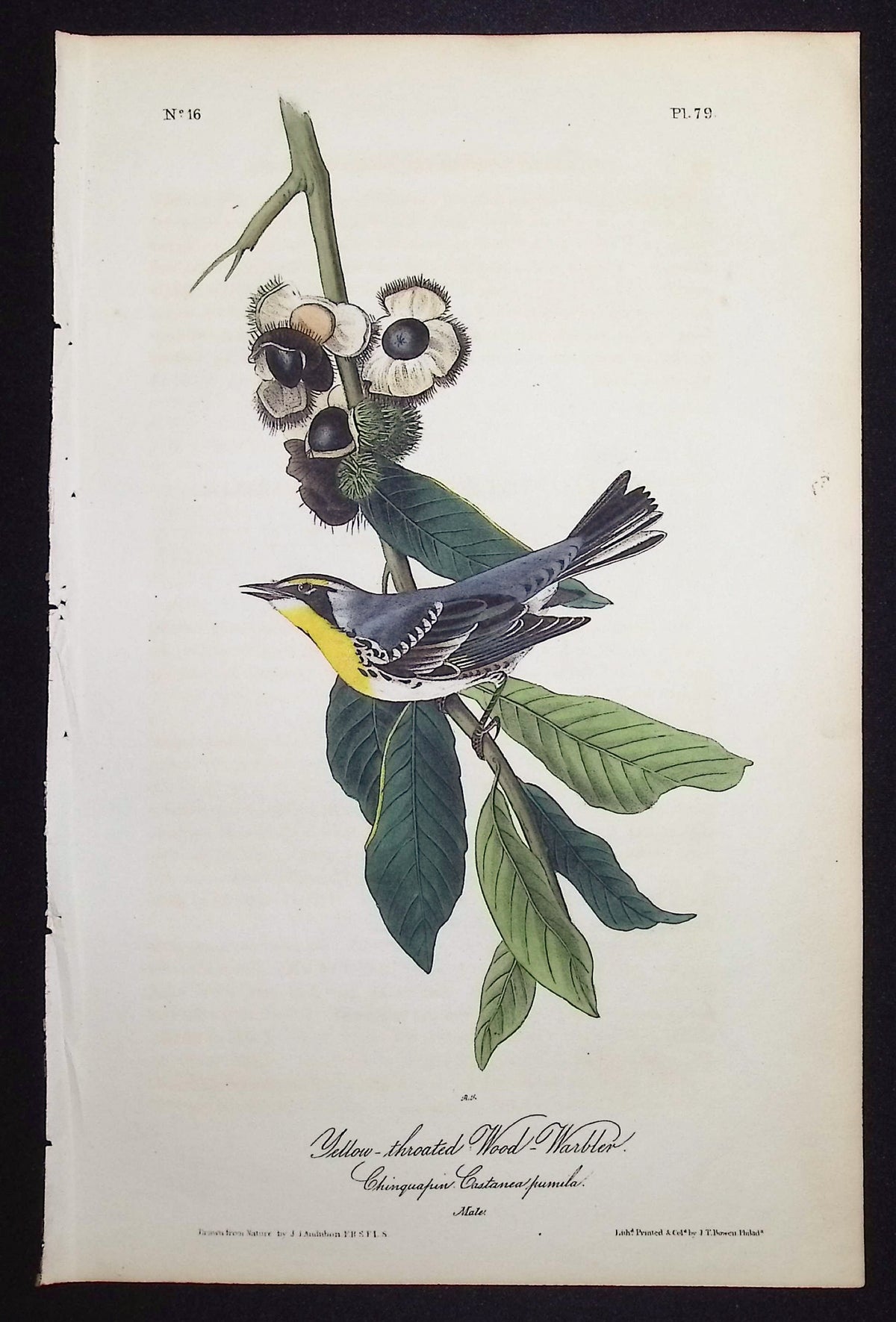 Yellow-throated Wood-Warbler