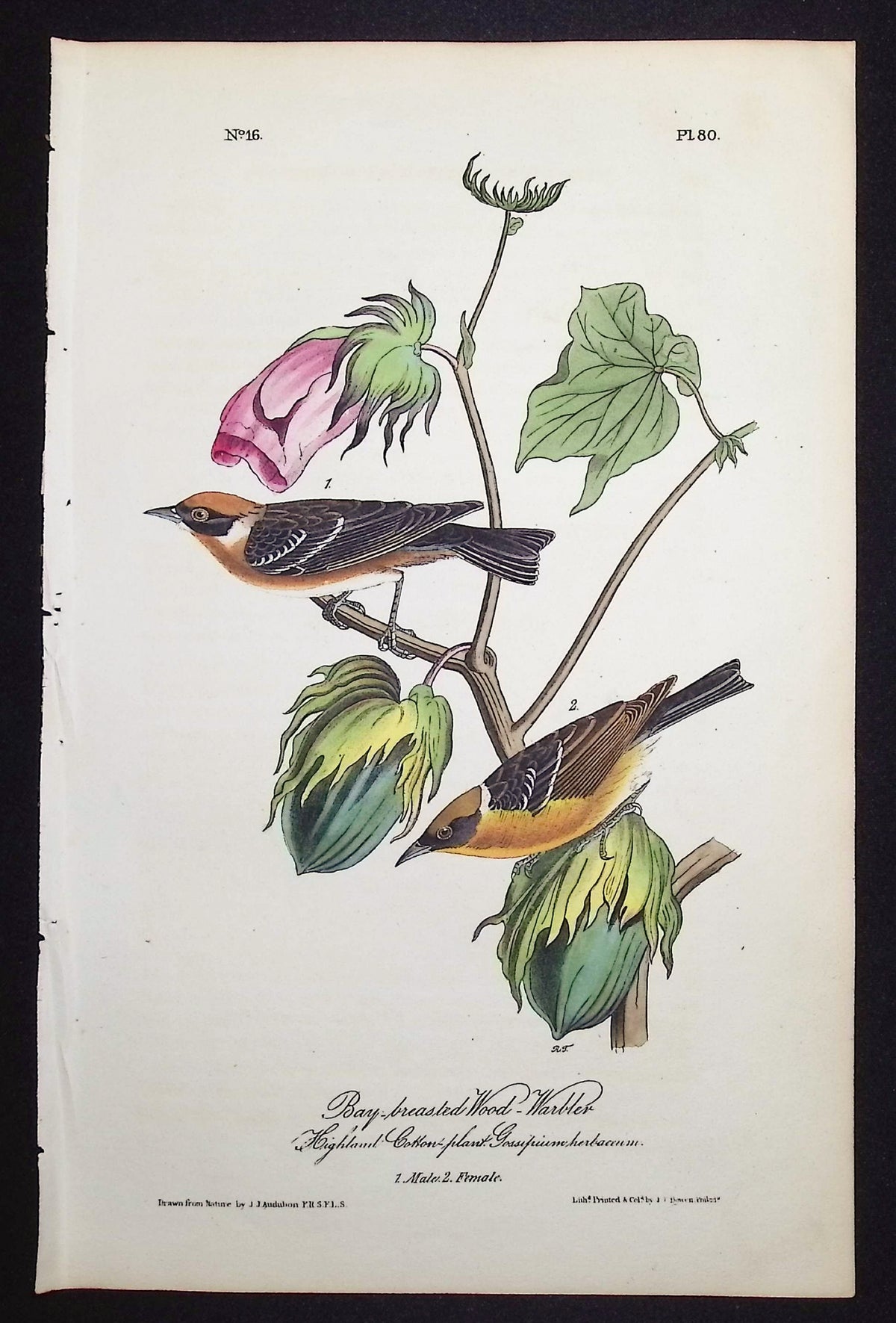 Bay-breasted Wood-Warbler