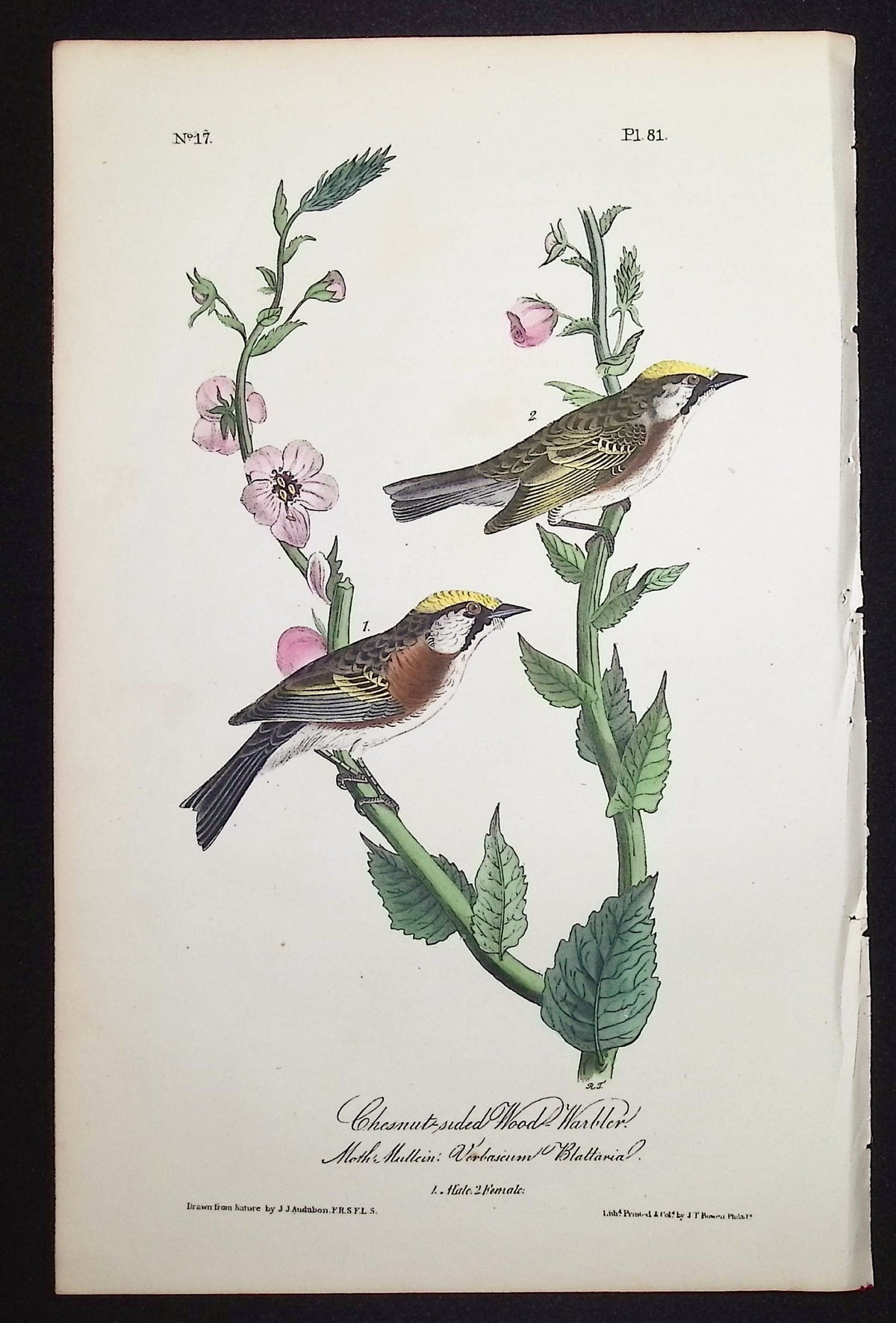 Chestnut-sided Wood-Warbler