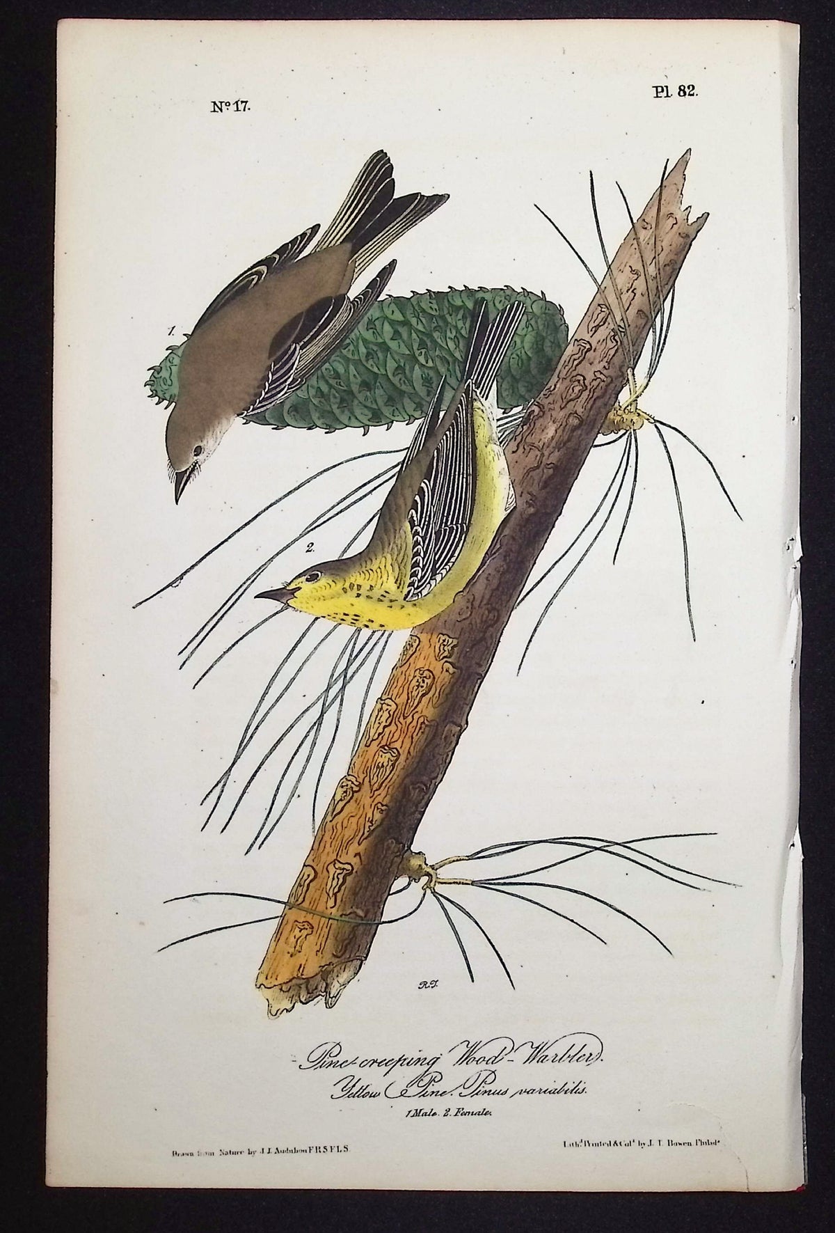 Pine-creeping Wood-Warbler