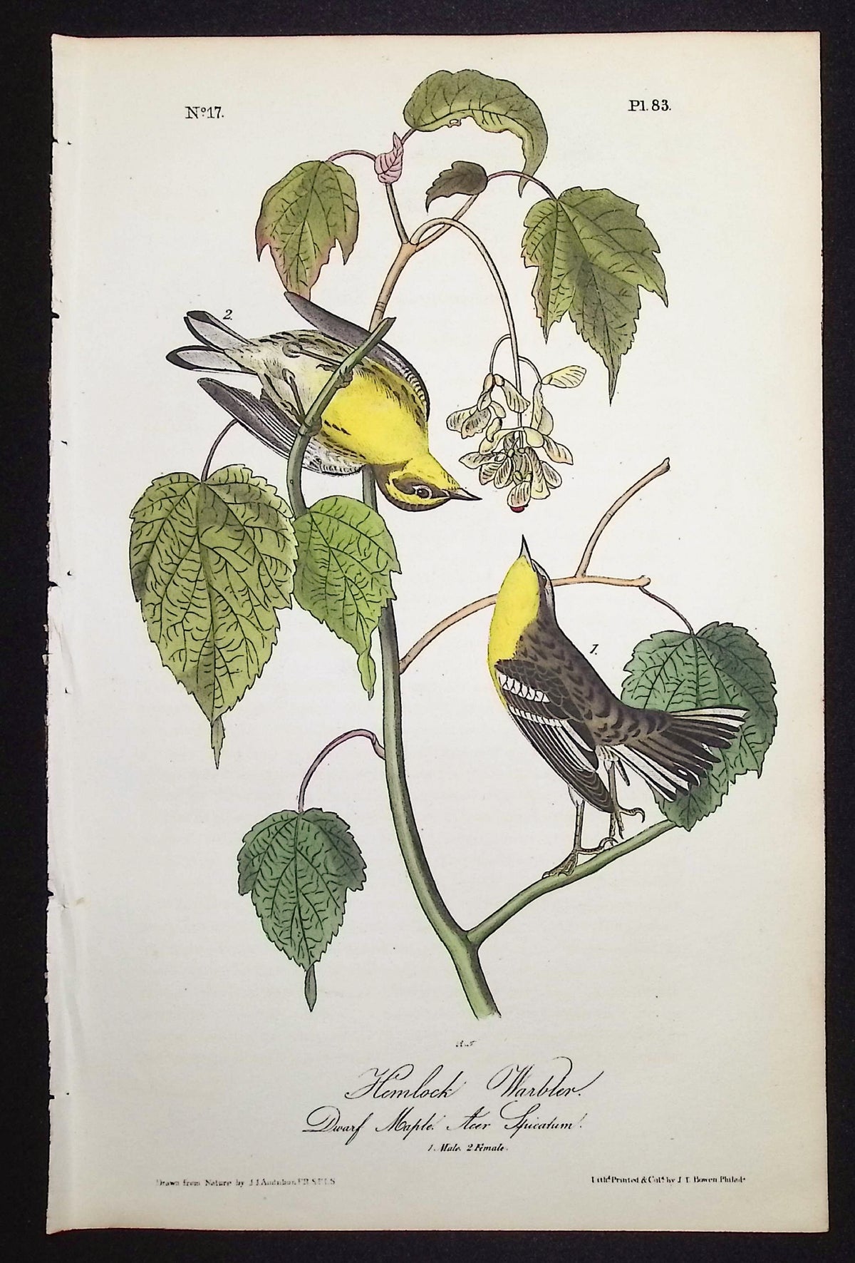 Hemlock Warbler