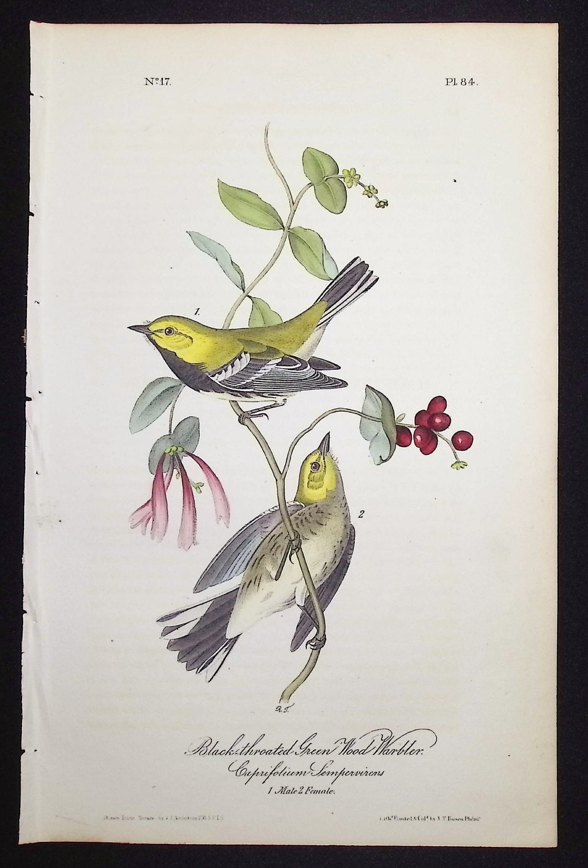 Black-throated Green Wood Warbler