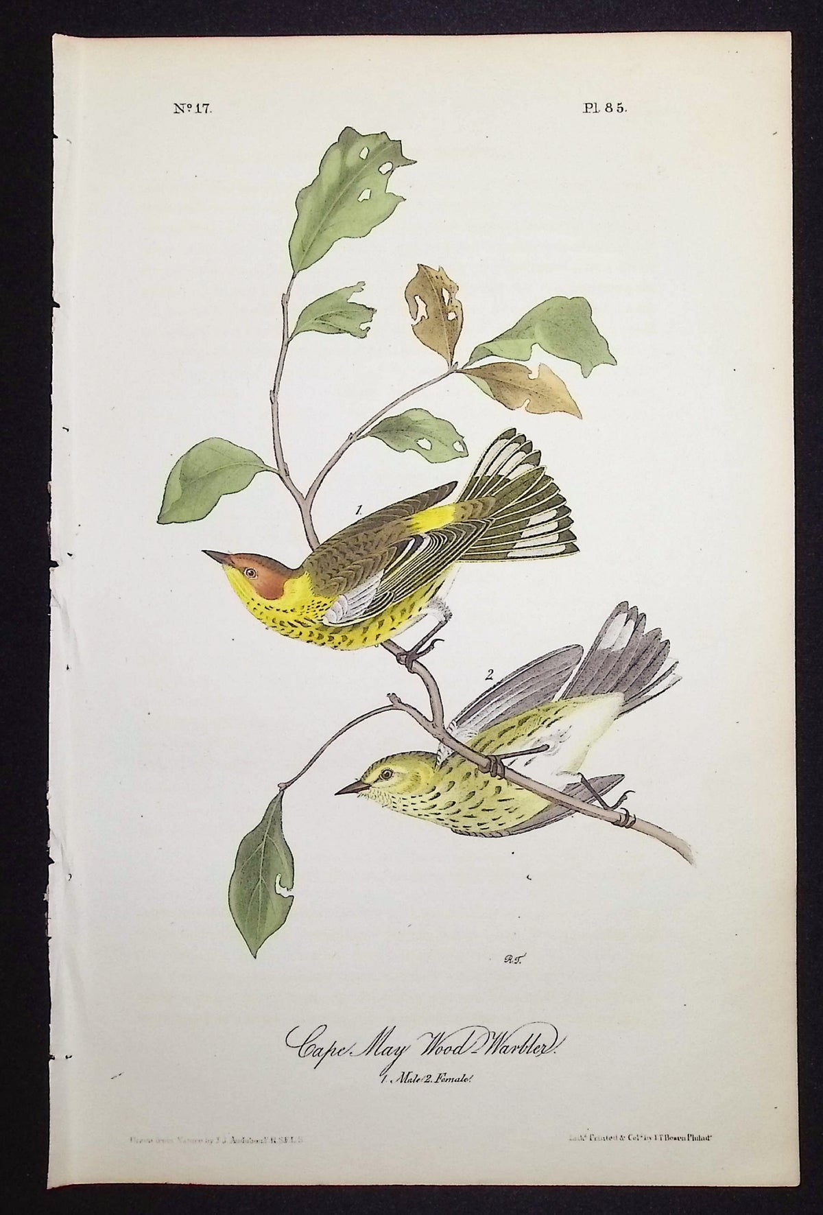 Cape May Wood-Warbler