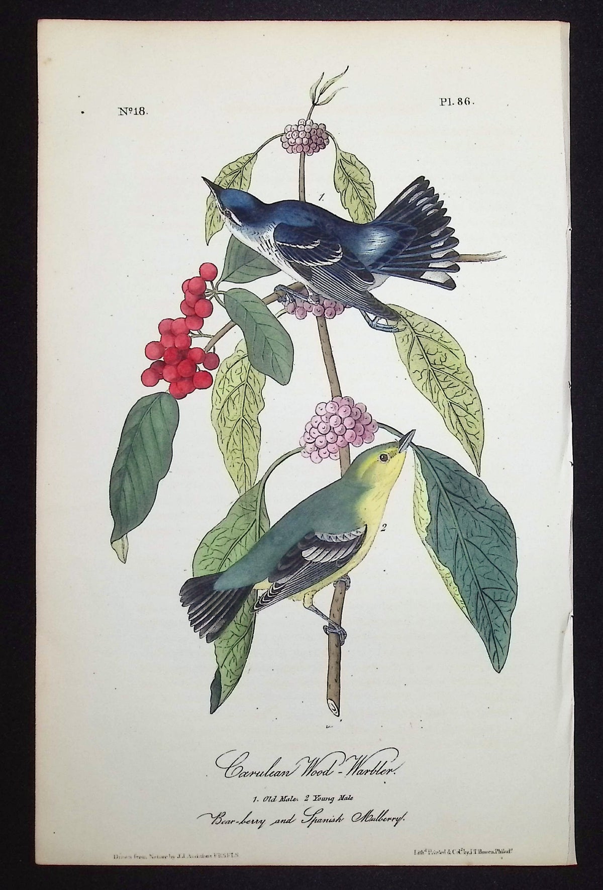 Caerulean Wood-Warbler