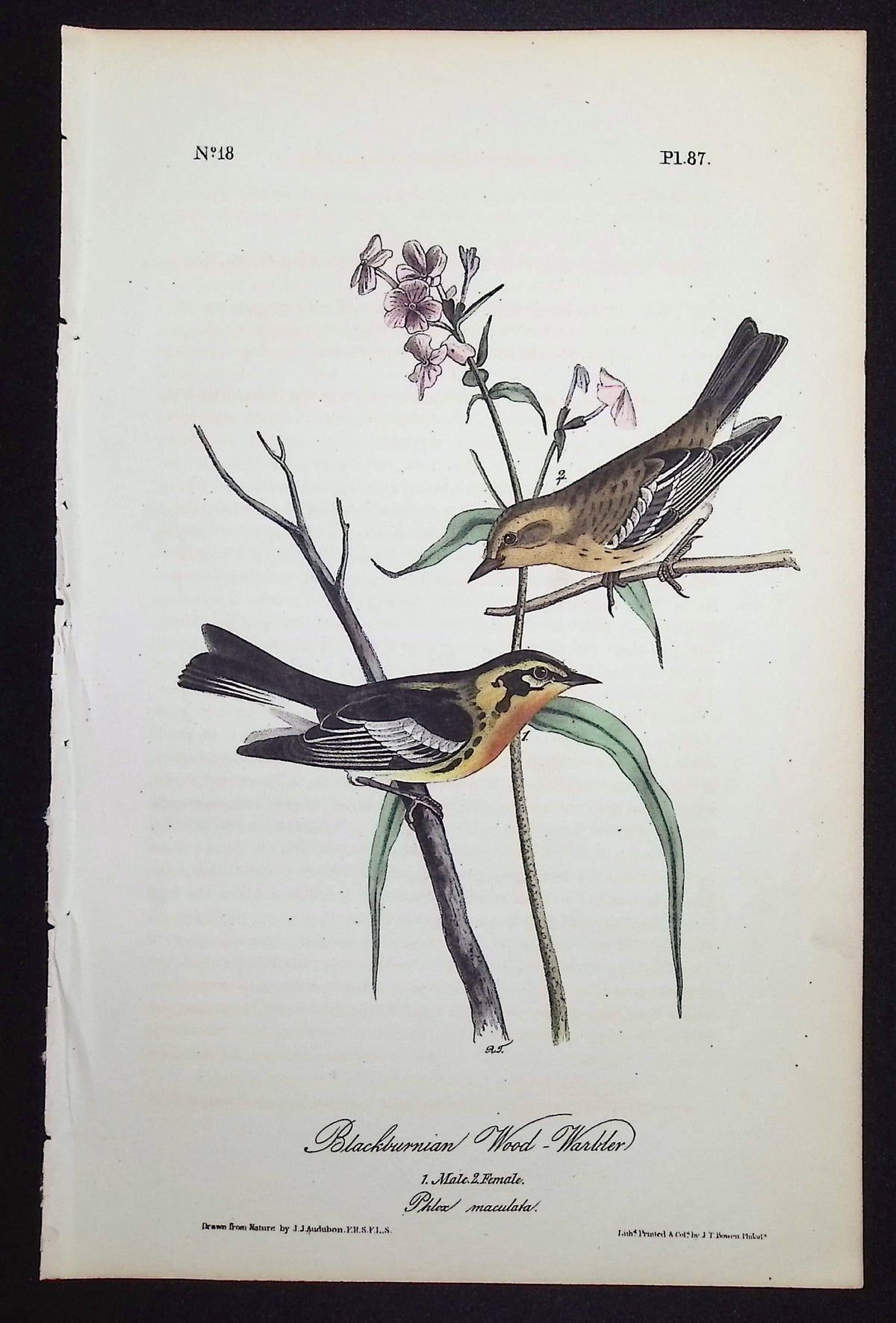 Blackburnian Wood-Warbler