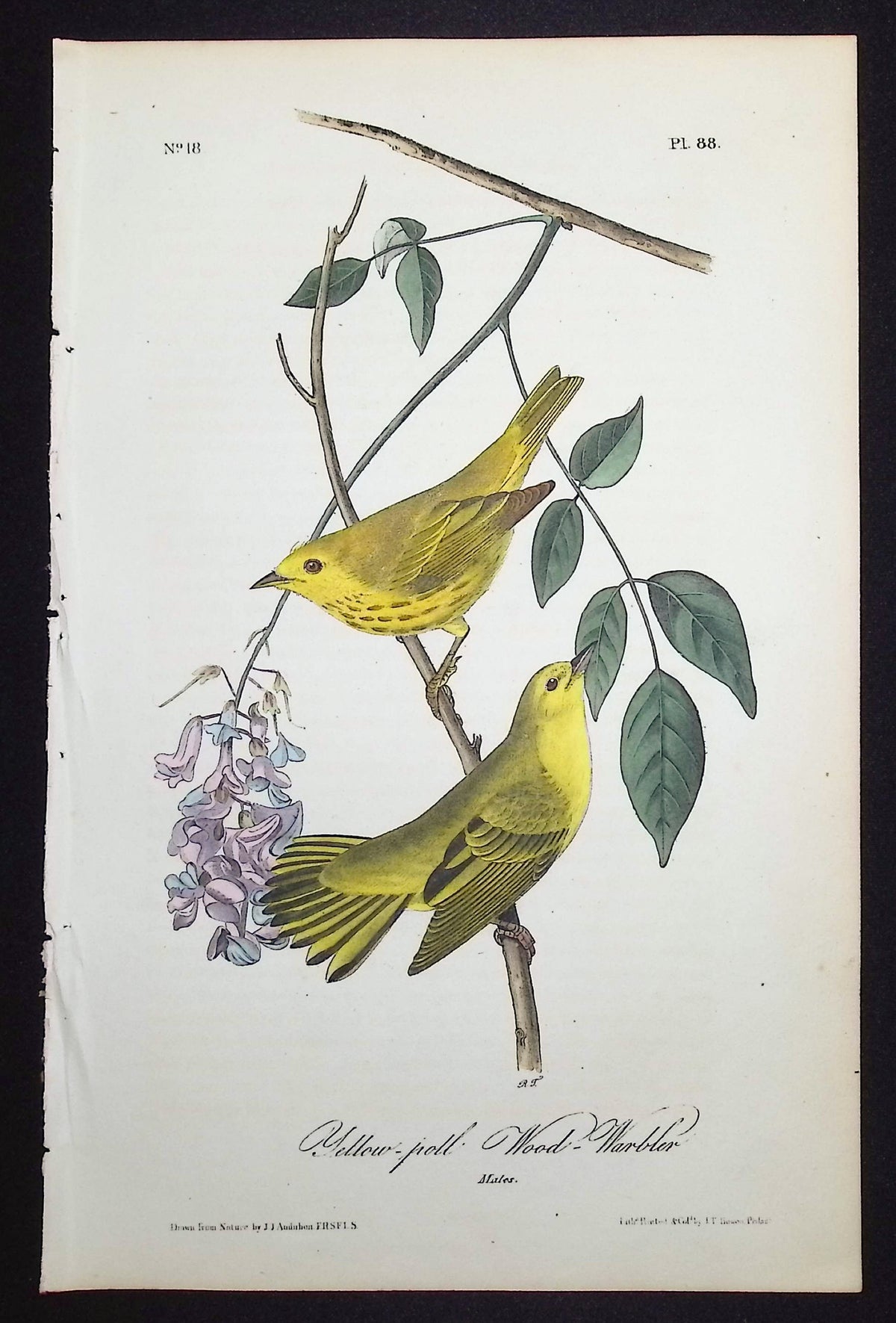 Yellow-poll Wood-Warbler