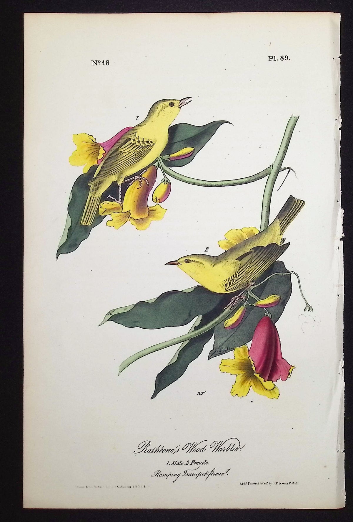 Rathbone's Wood-Warbler