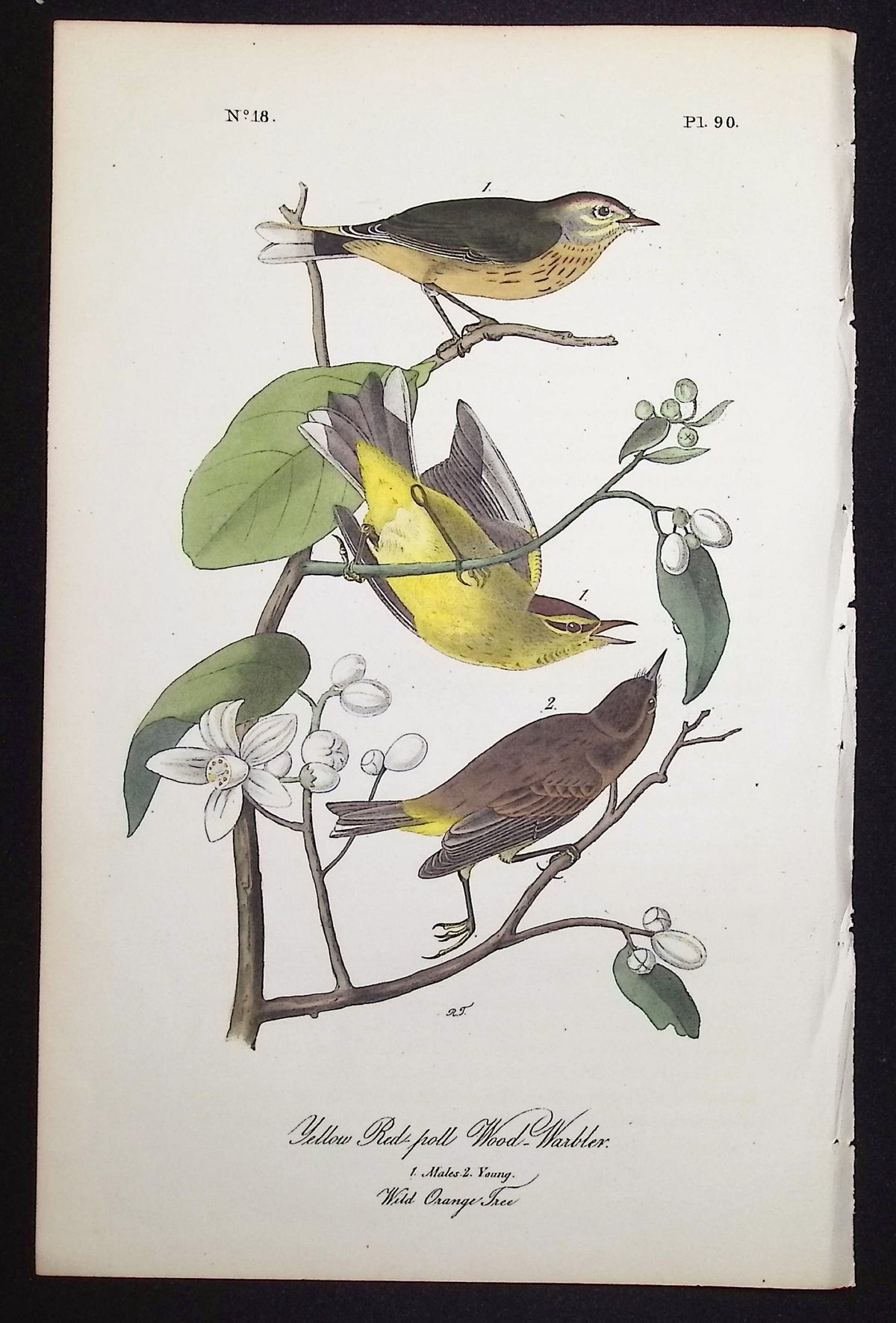 Yellow Red-poll Wood-Warbler