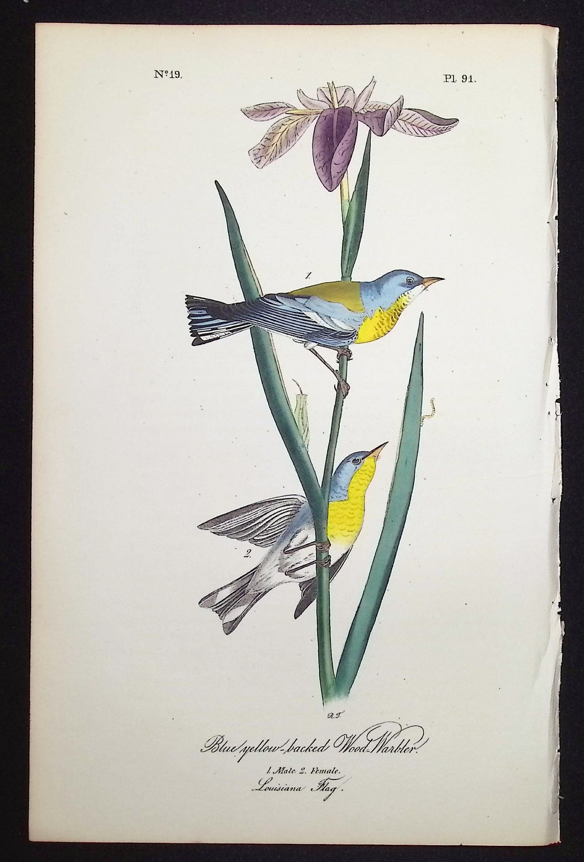 Blue yellow-backed Wood-Warbler