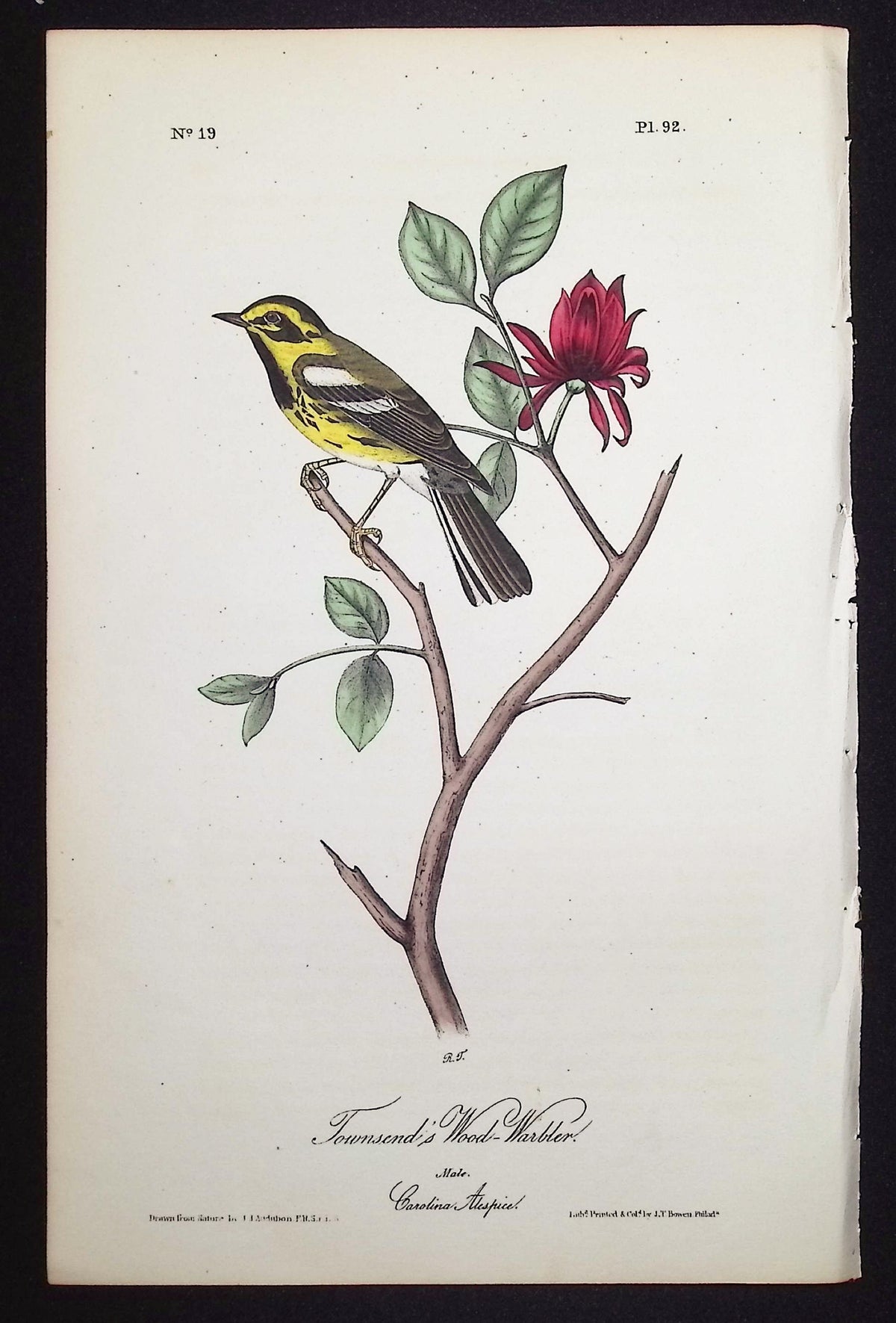 Townsend's Wood-Warbler