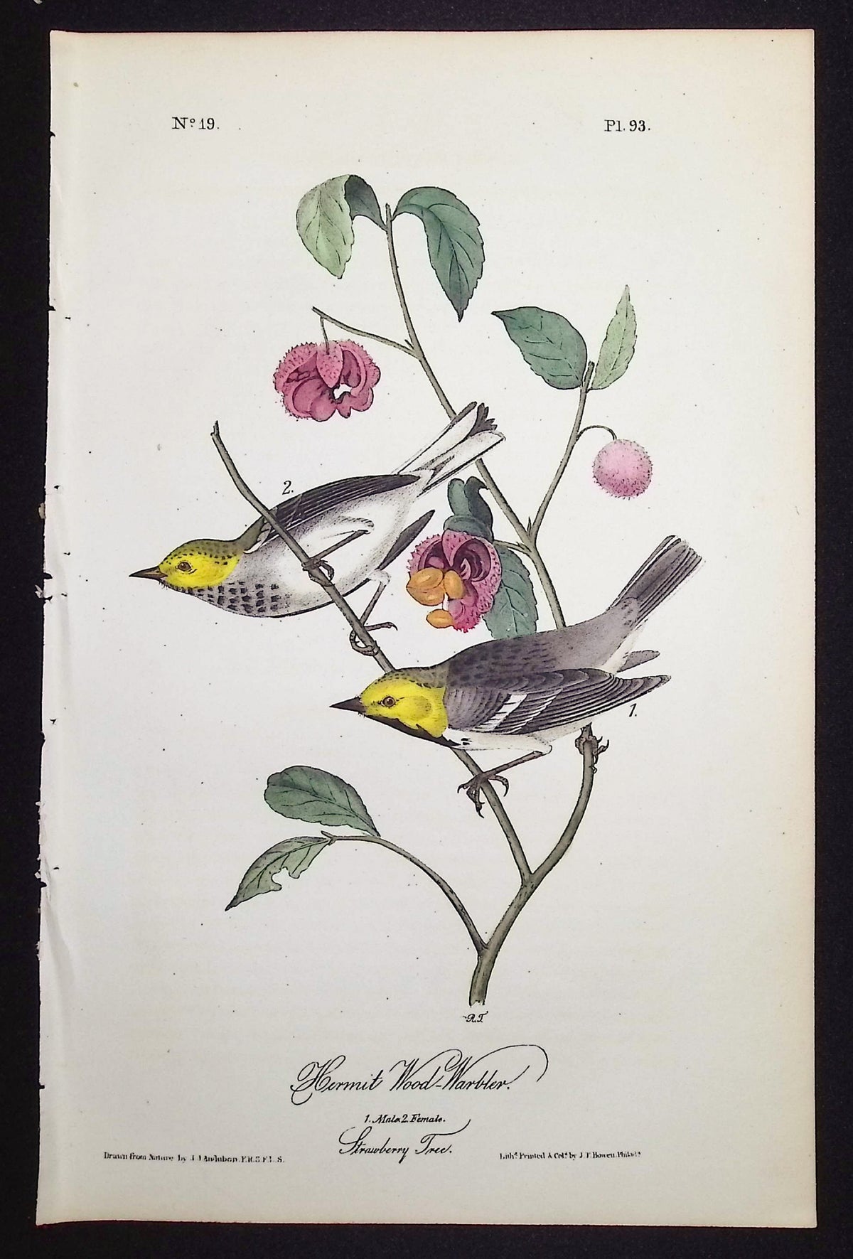 Hermit Wood-Warbler