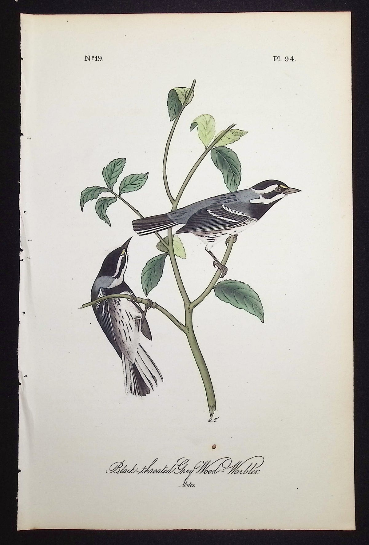 Black-throated Grey Wood-Warbler