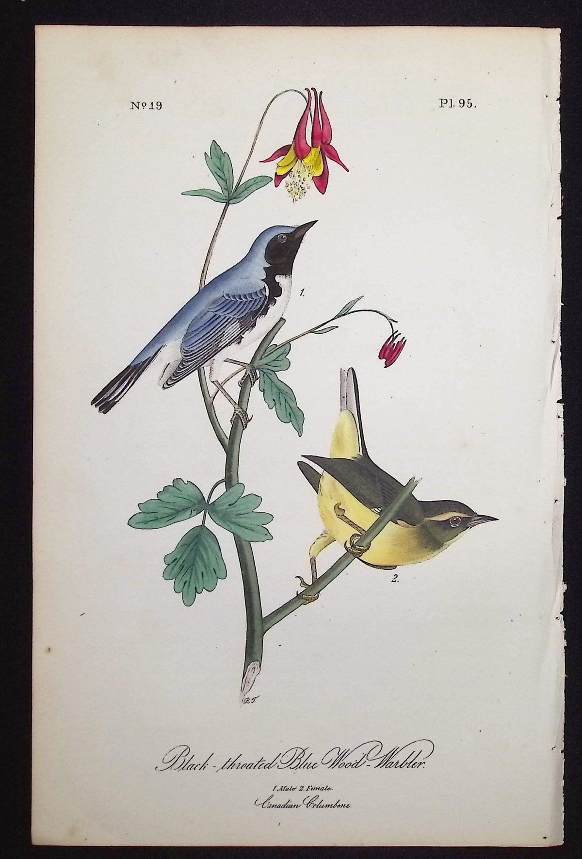 Black-throated Blue Wood-Warbler
