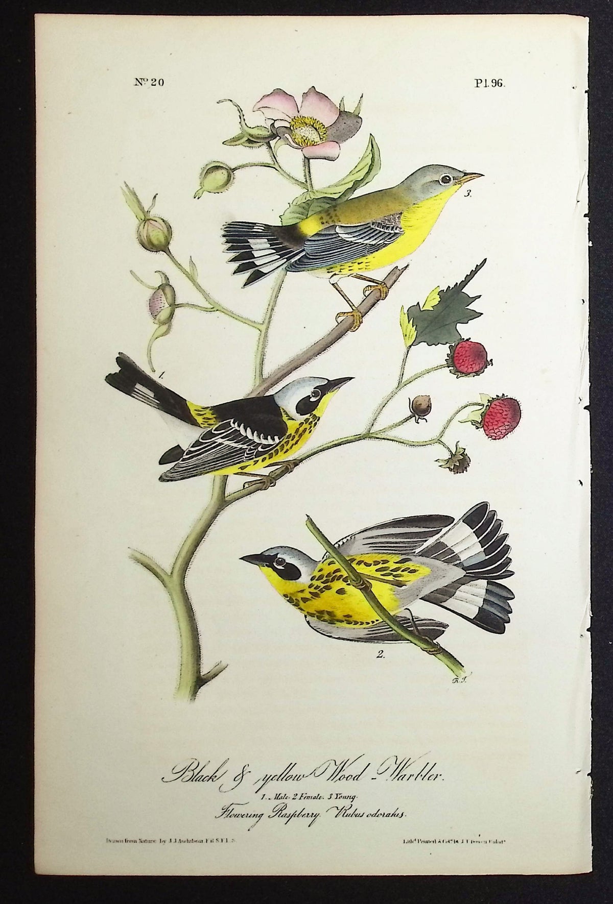 Black & Yellow Wood-Warbler
