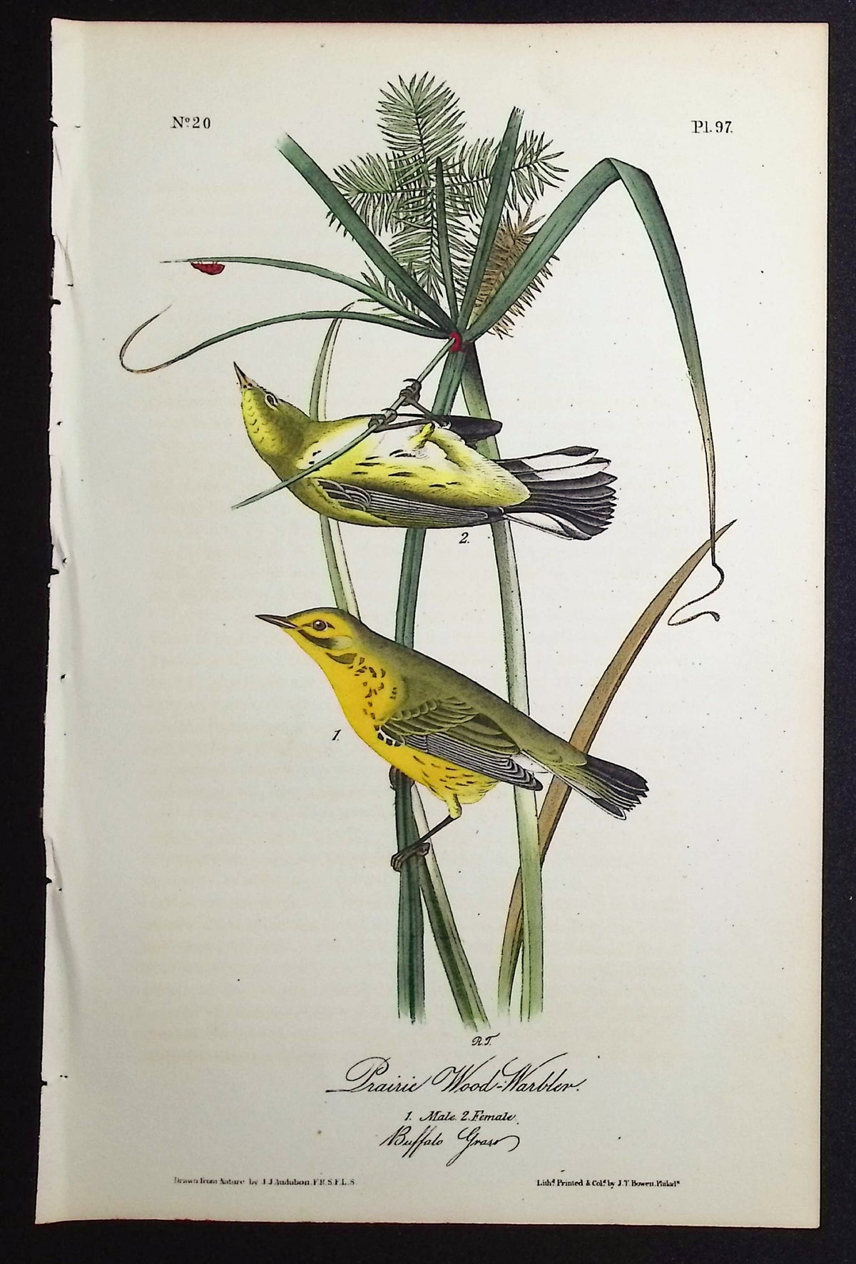 Prairie Wood-Warbler
