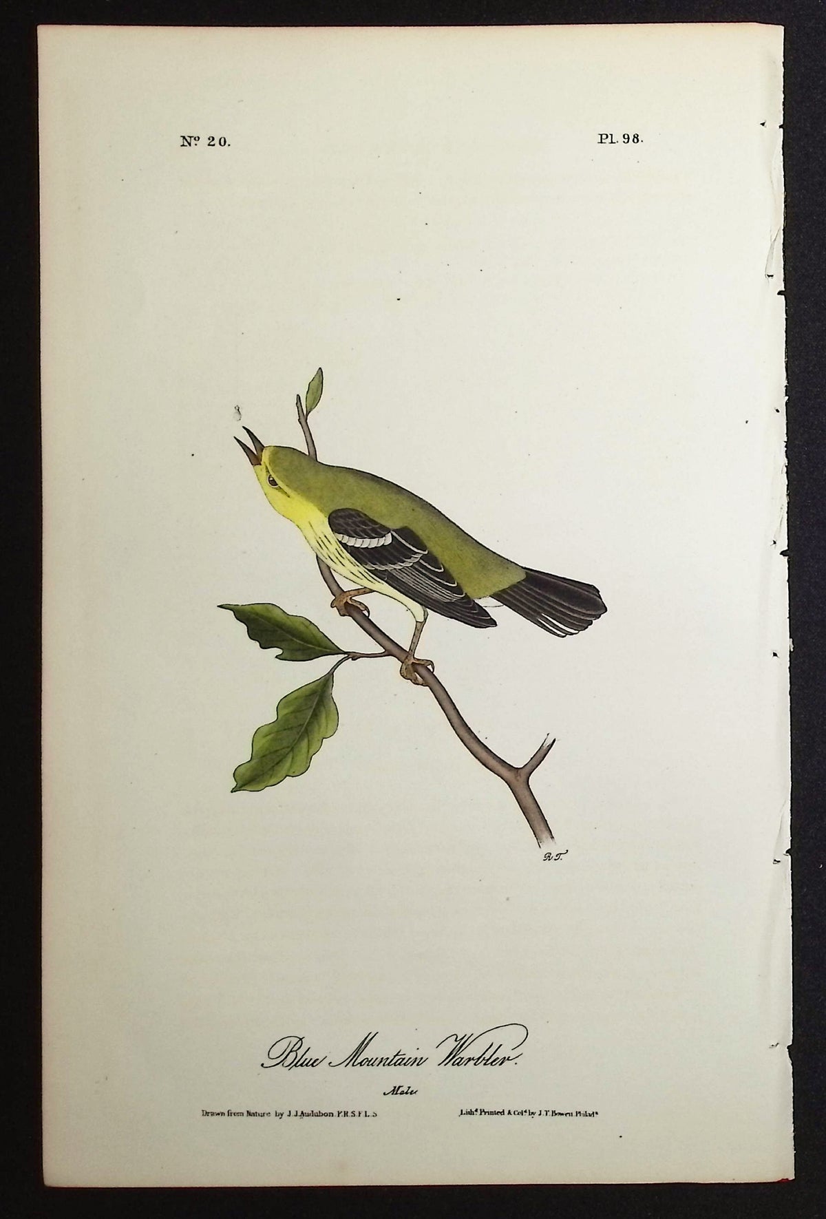 Blue Mountain Warbler