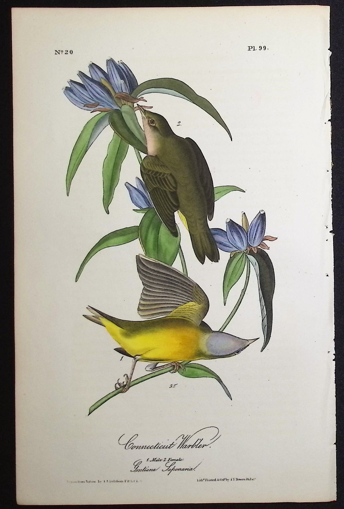 Connecticut Warbler