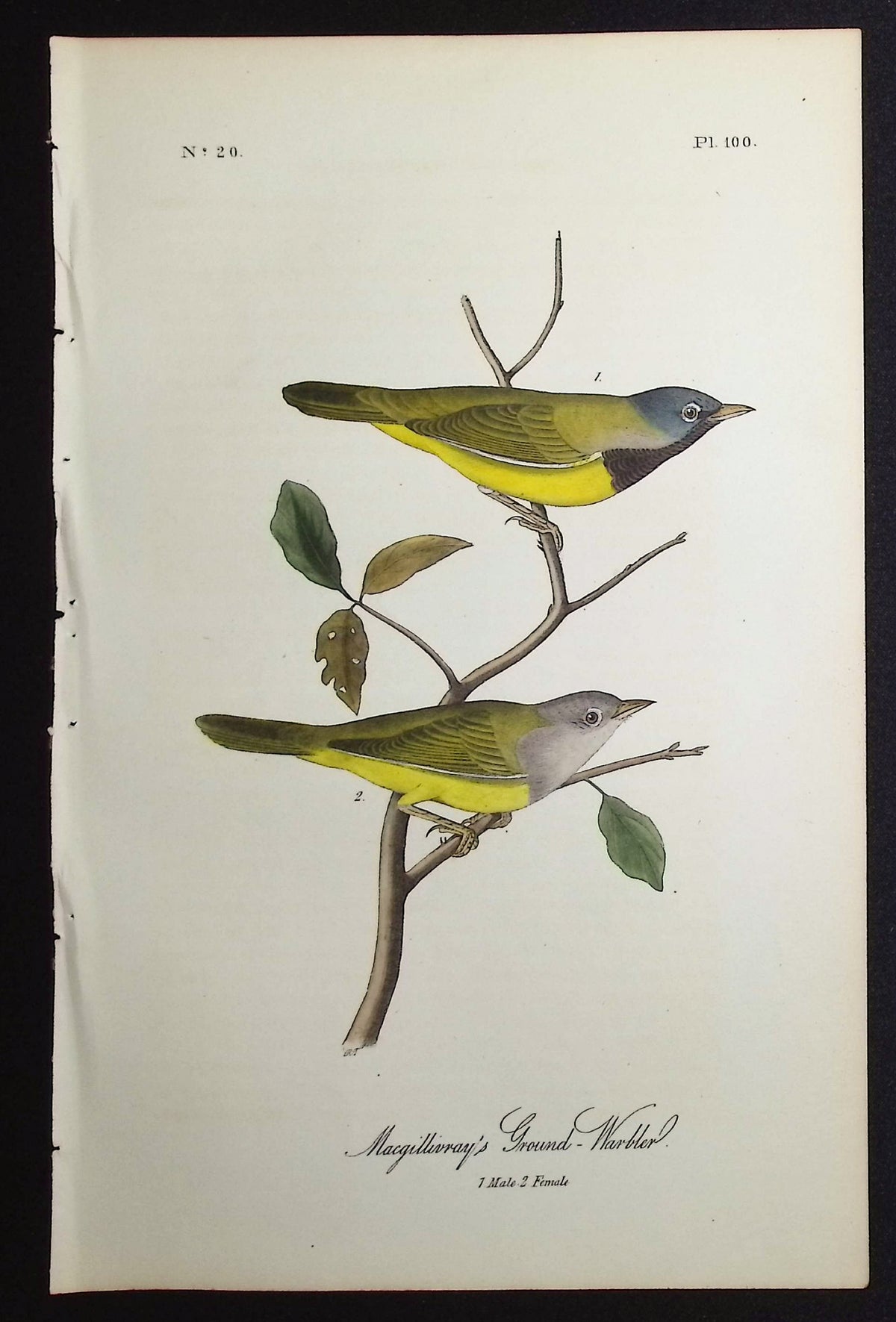 Macgillivray's Ground-Warbler