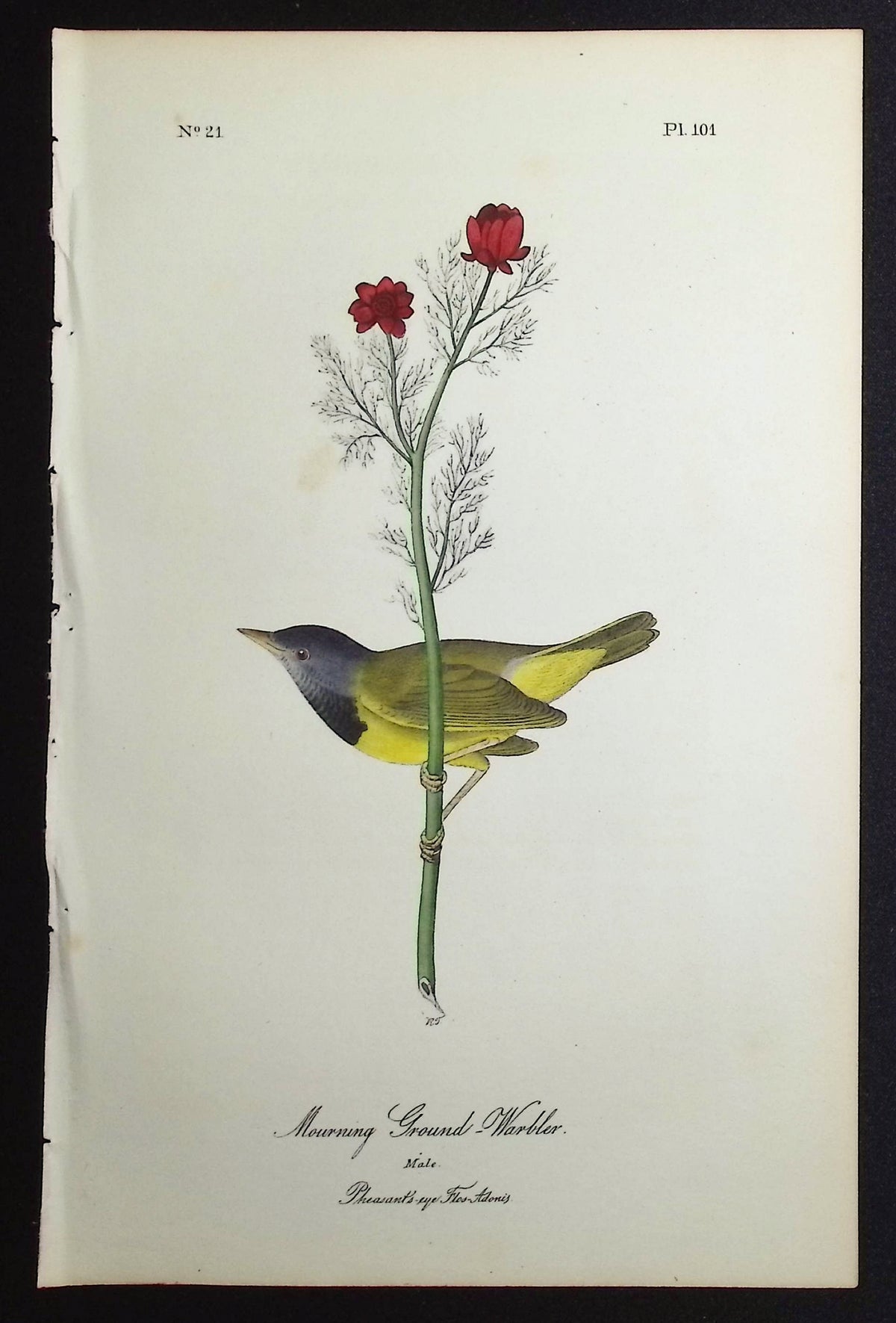 Mourning Ground-Warbler