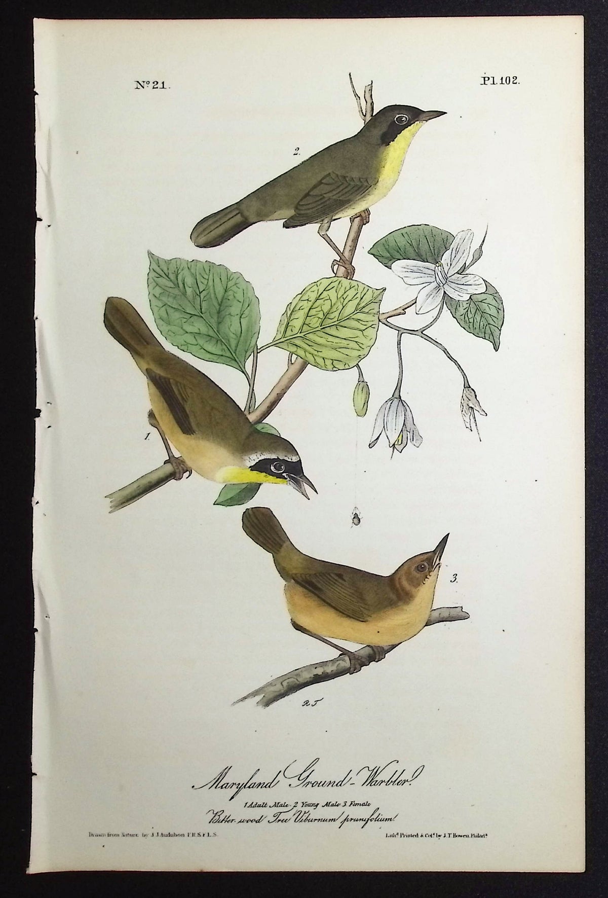Maryland Ground-Warbler