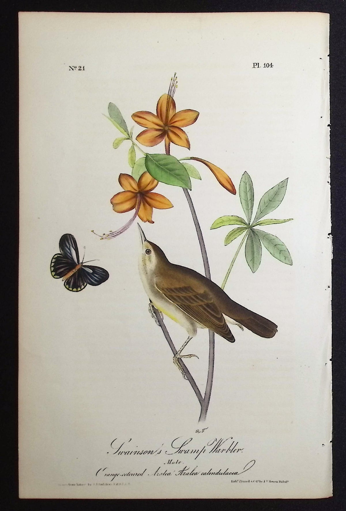 Swainson's Swamp Warbler