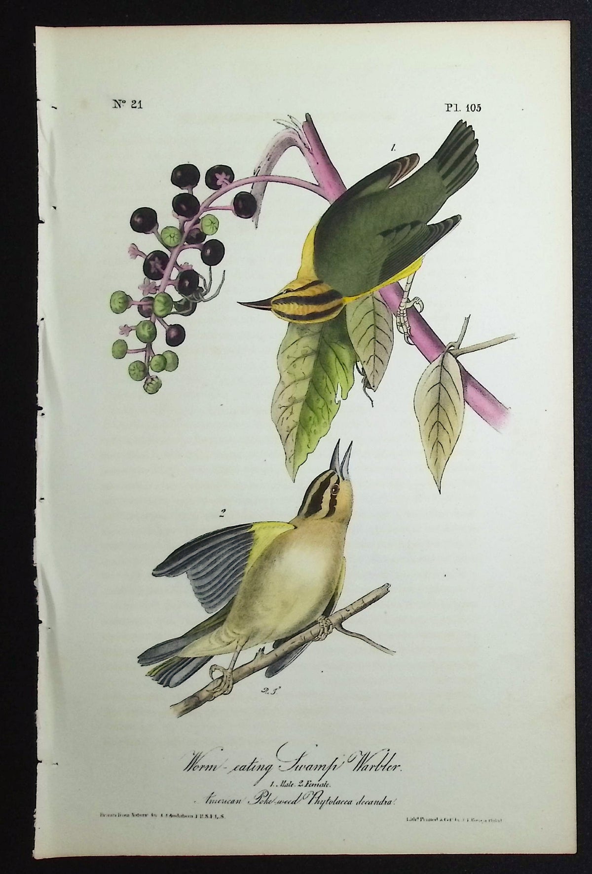 Worm-eating Swamp Warbler