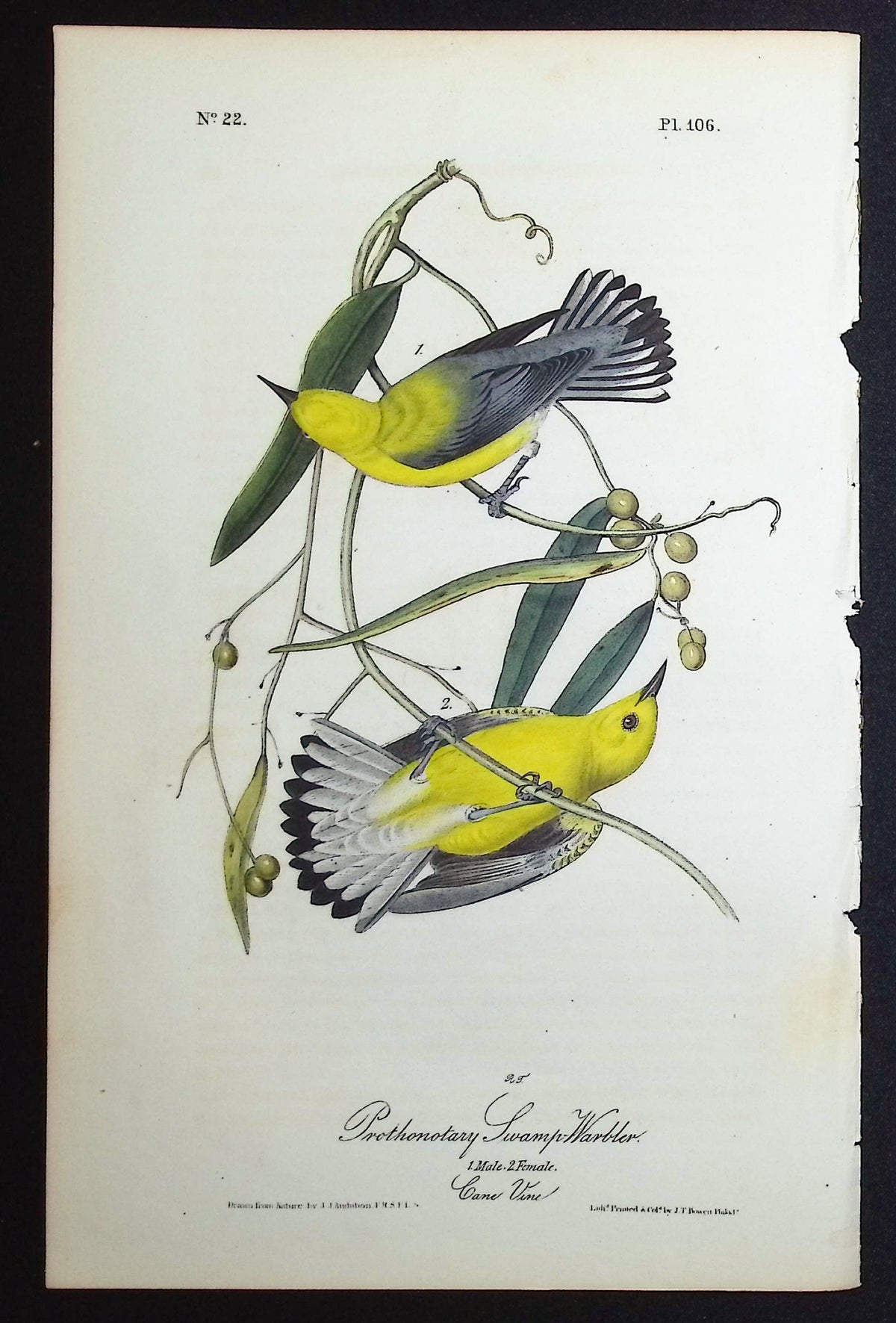 Prothonotary Swamp-Warbler
