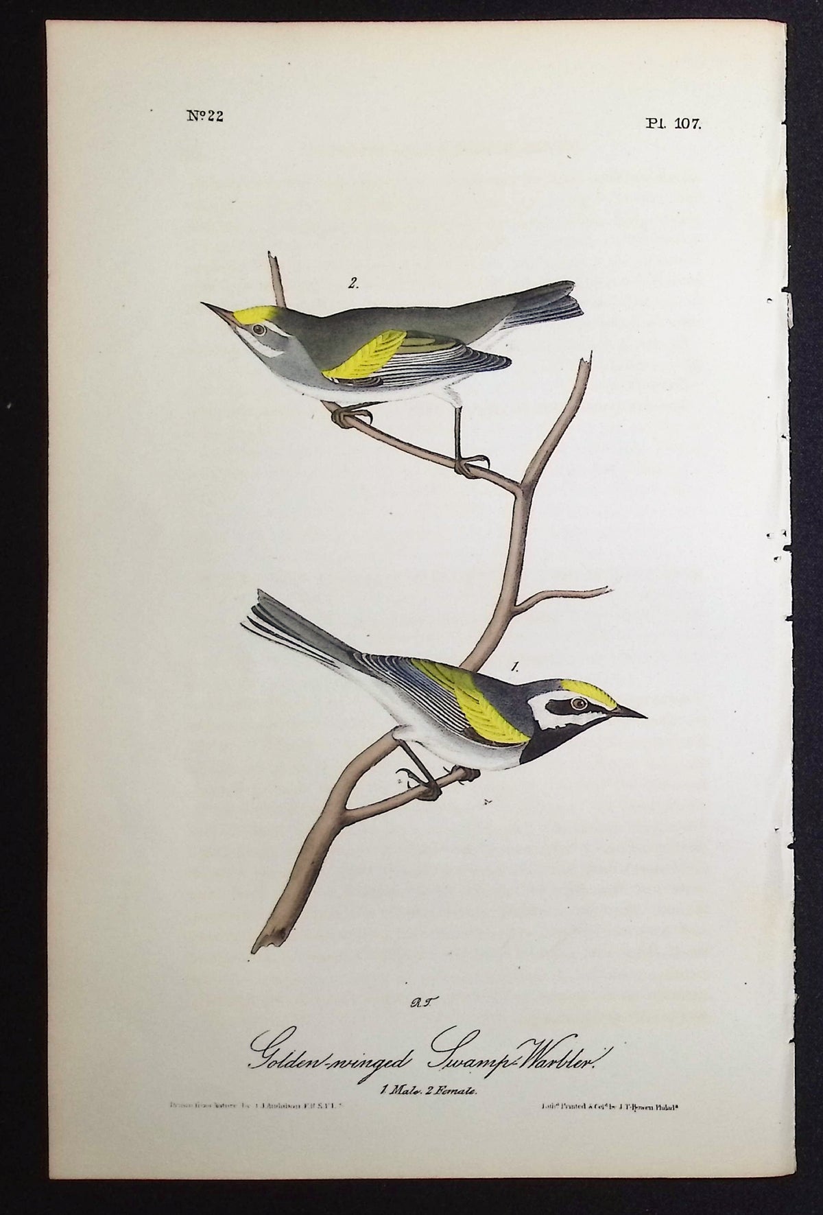 Golden-winged Swamp-Warbler
