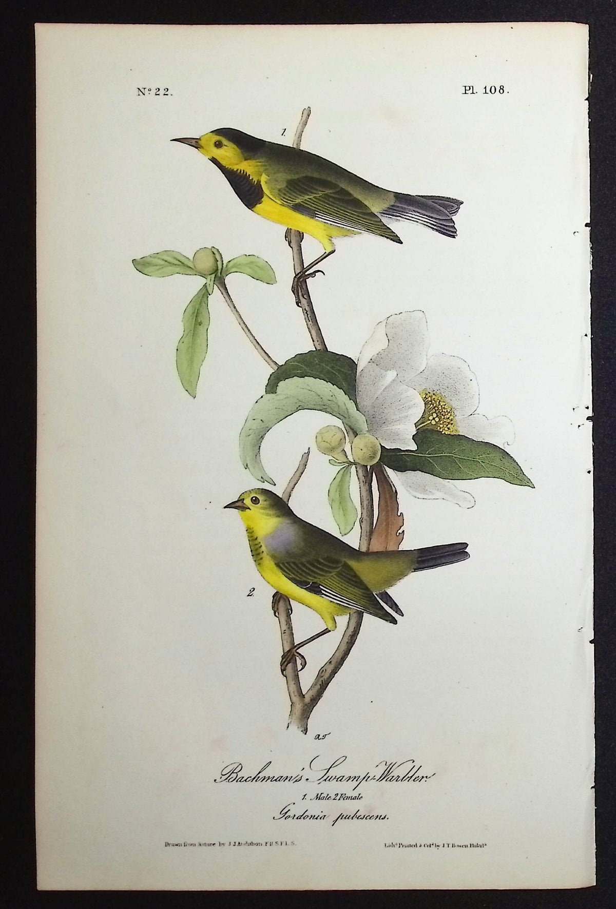 Bachman's Swamp-Warbler (Endangered)
