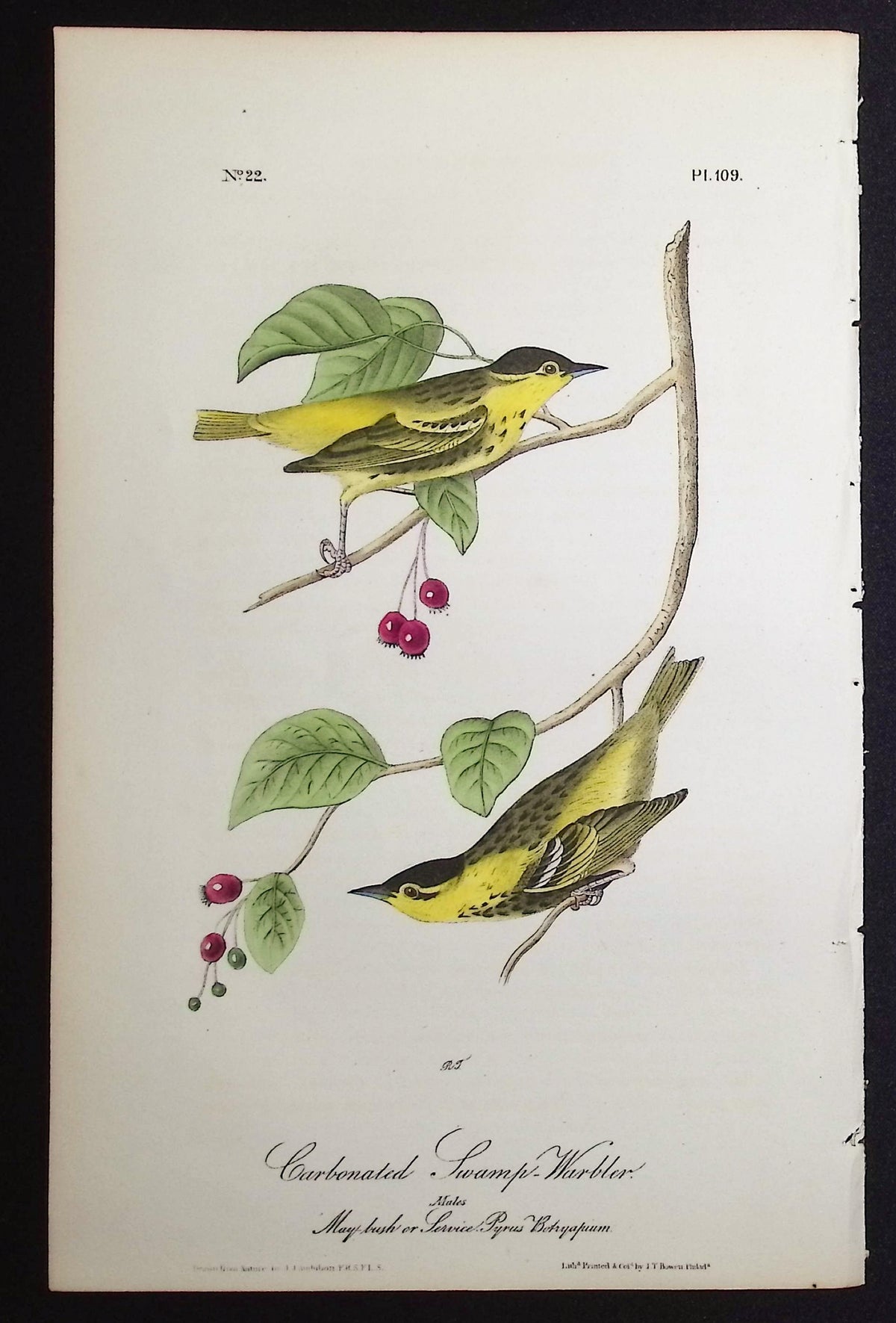 Carbonated Swamp-Warbler