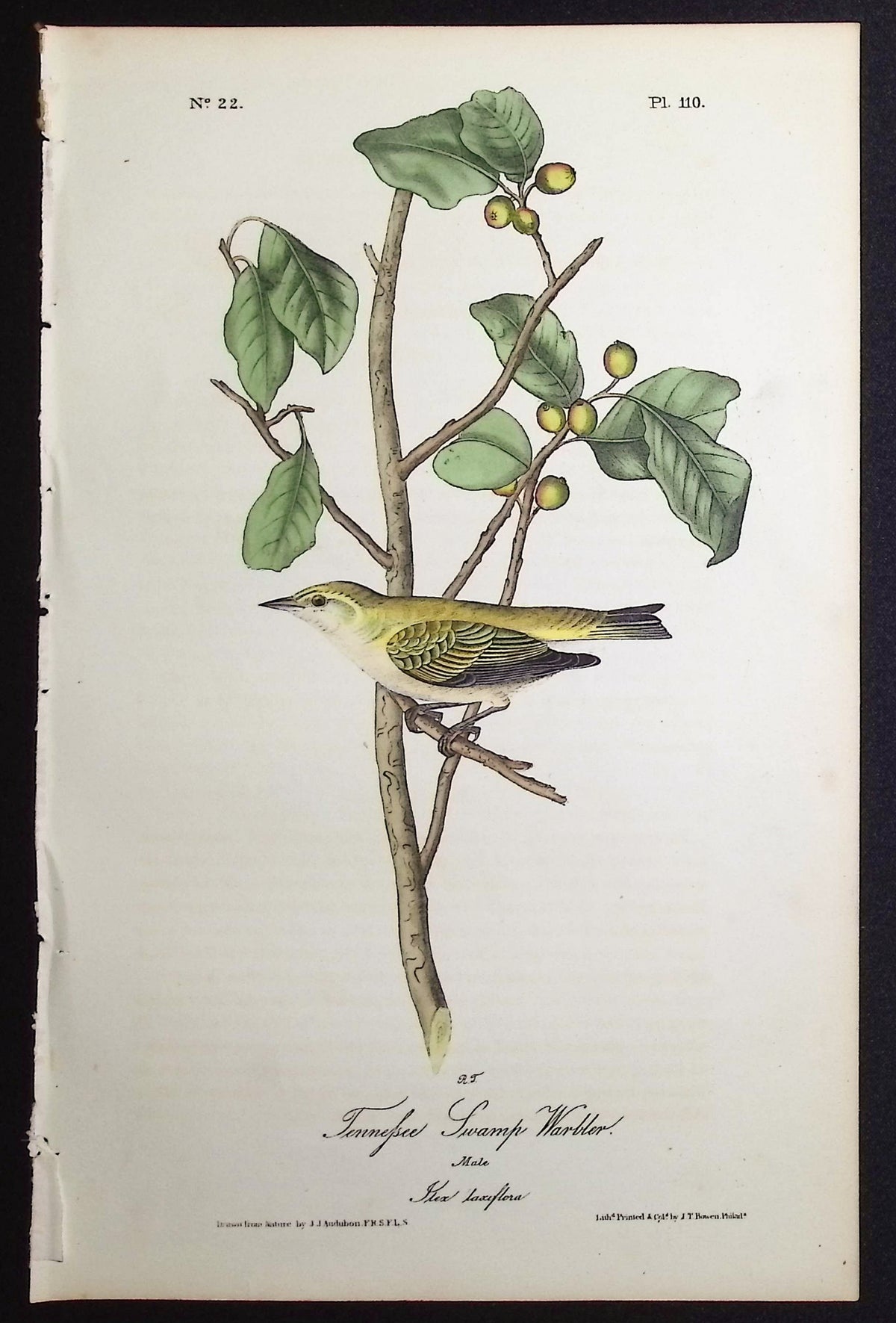 Tennessee Swamp Warbler