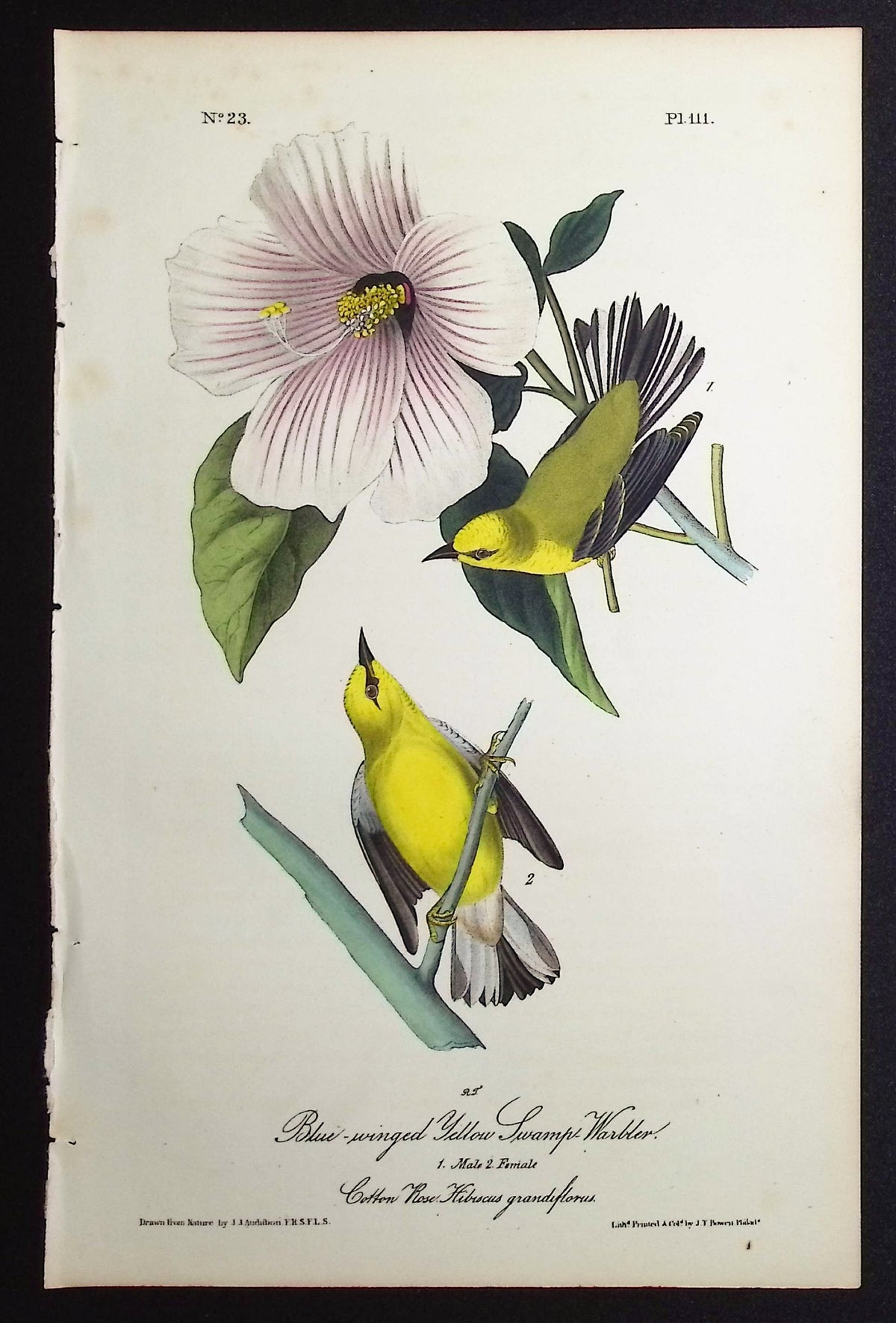 Blue-winged Yellow Swamp-Warbler