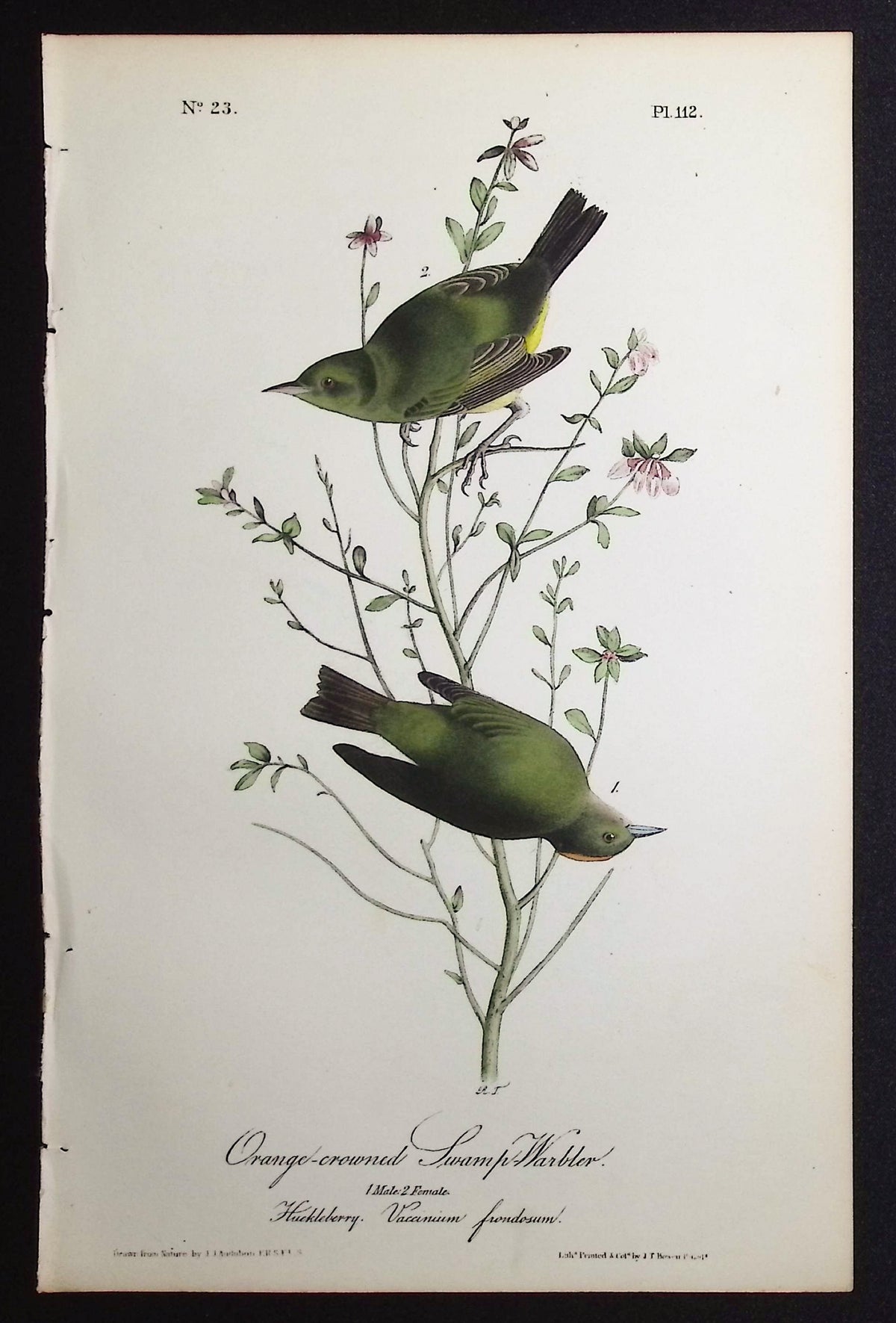 Orange-crowned Swamp-Warbler