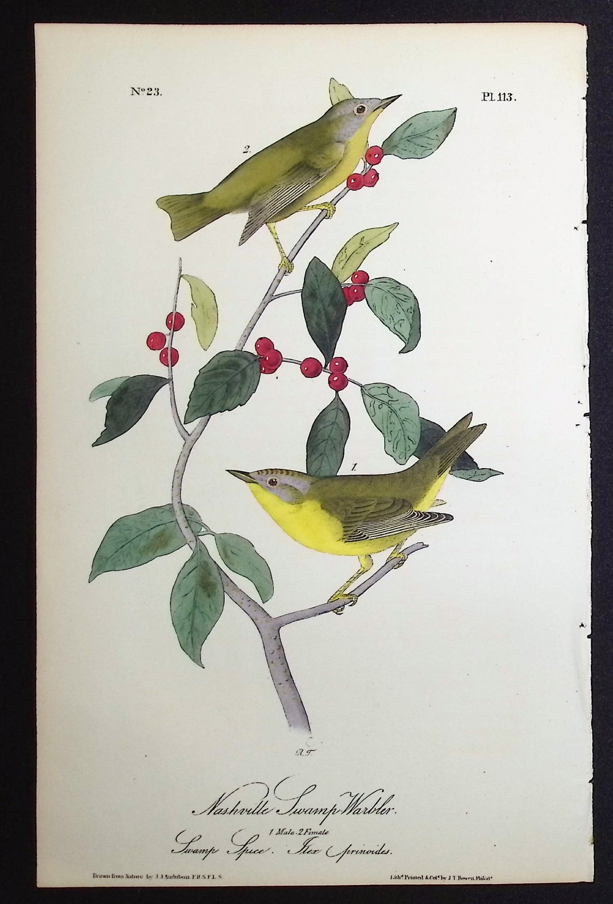 Nashville Swamp-Warbler
