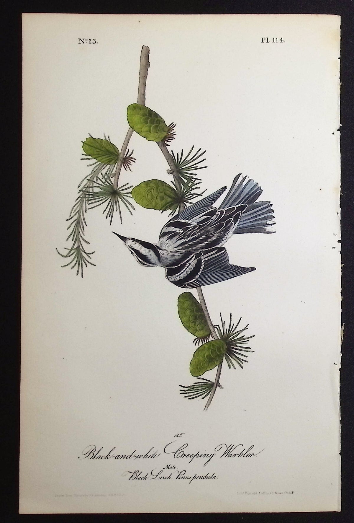 Black-and-white Creeping Warbler