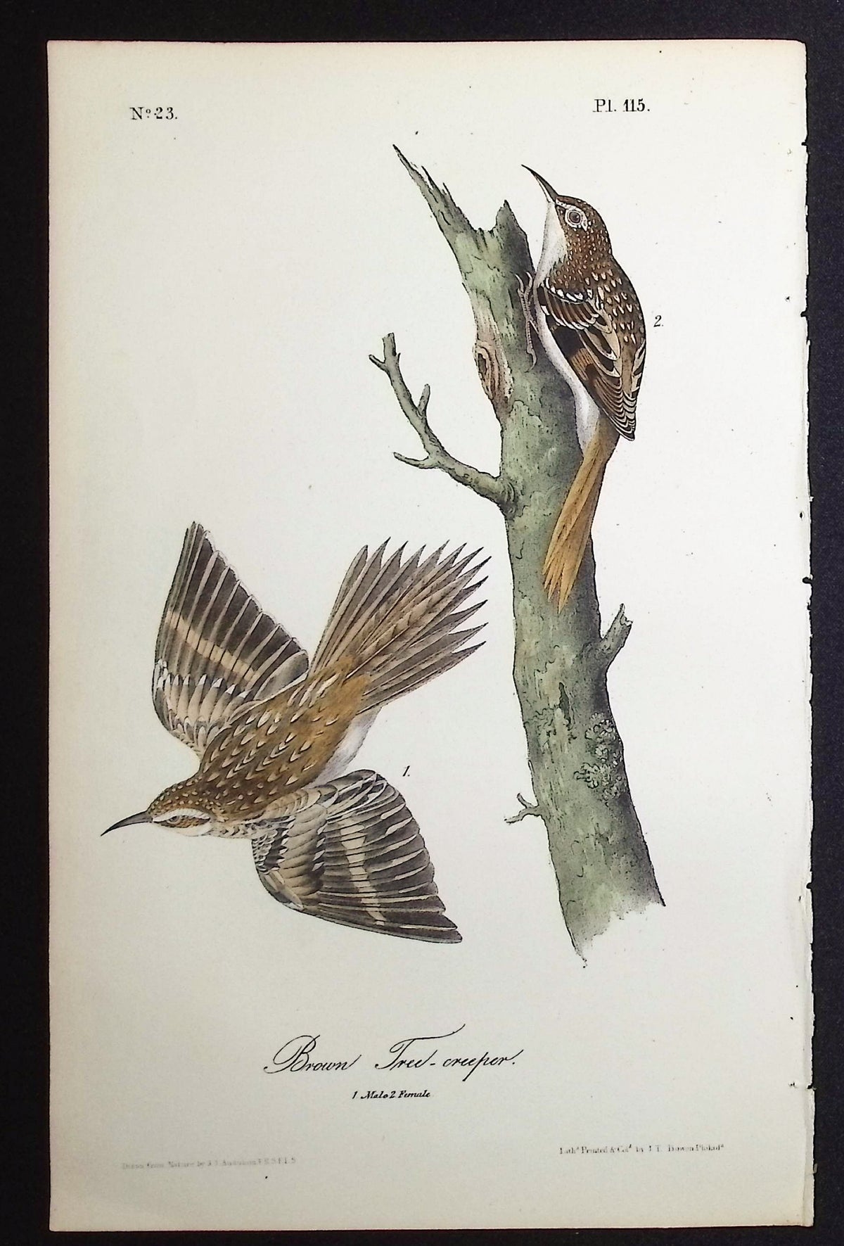 Brown Tree-creeper