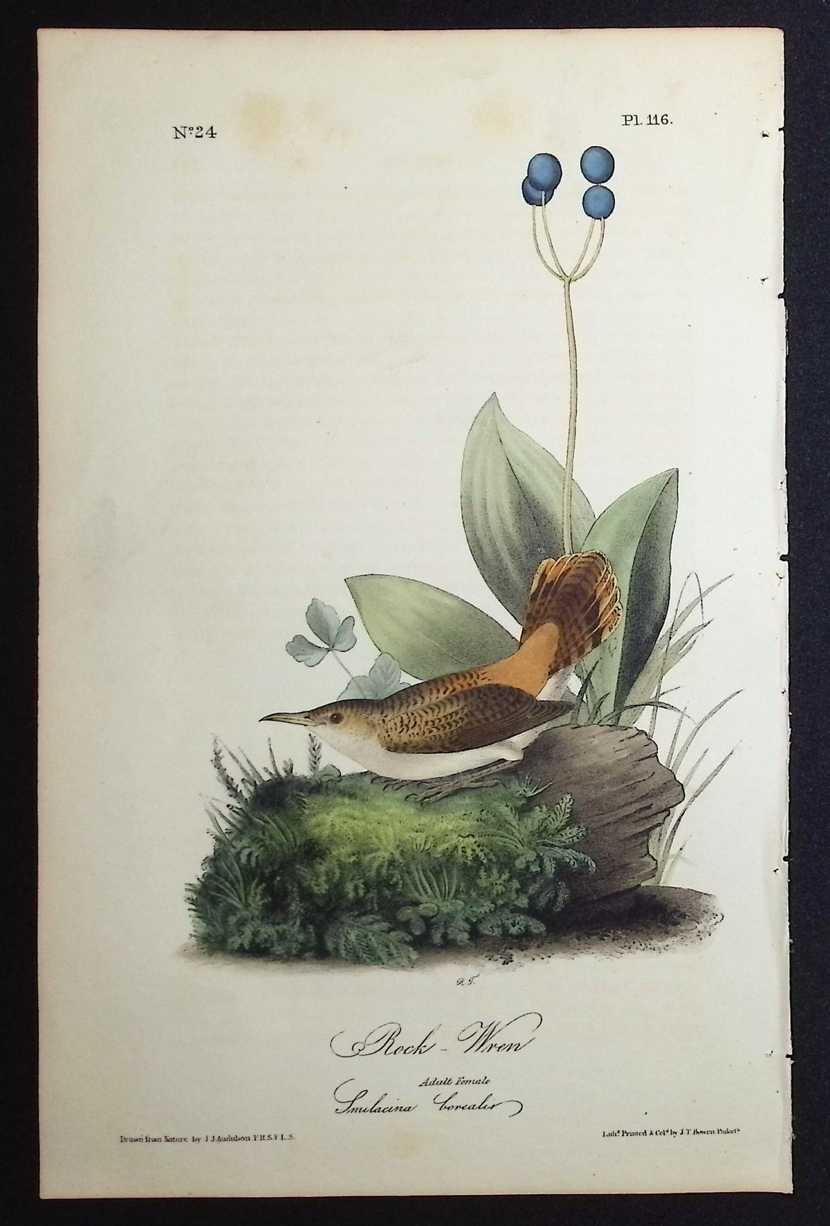 Rock-Wren