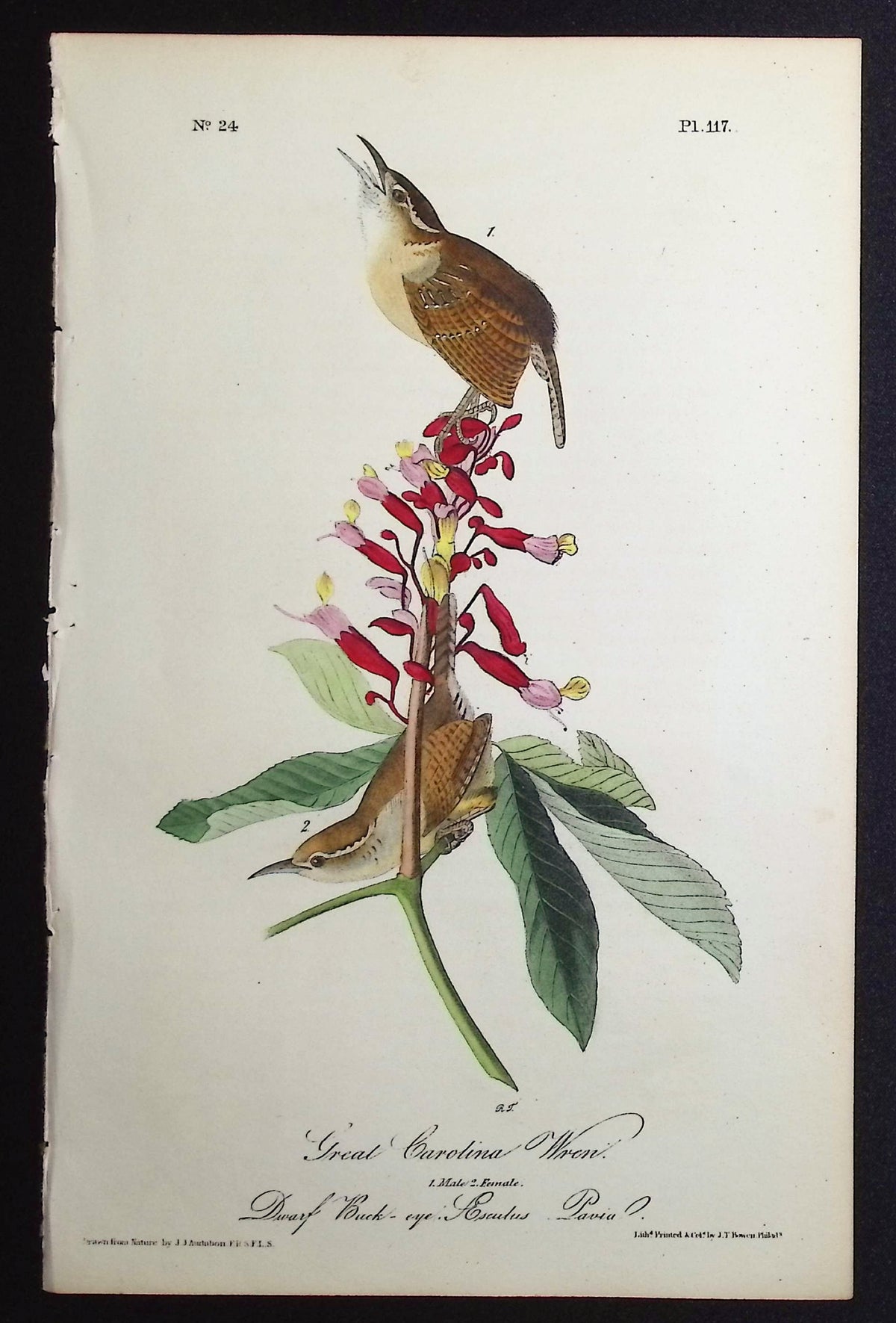 Great Carolina Wren