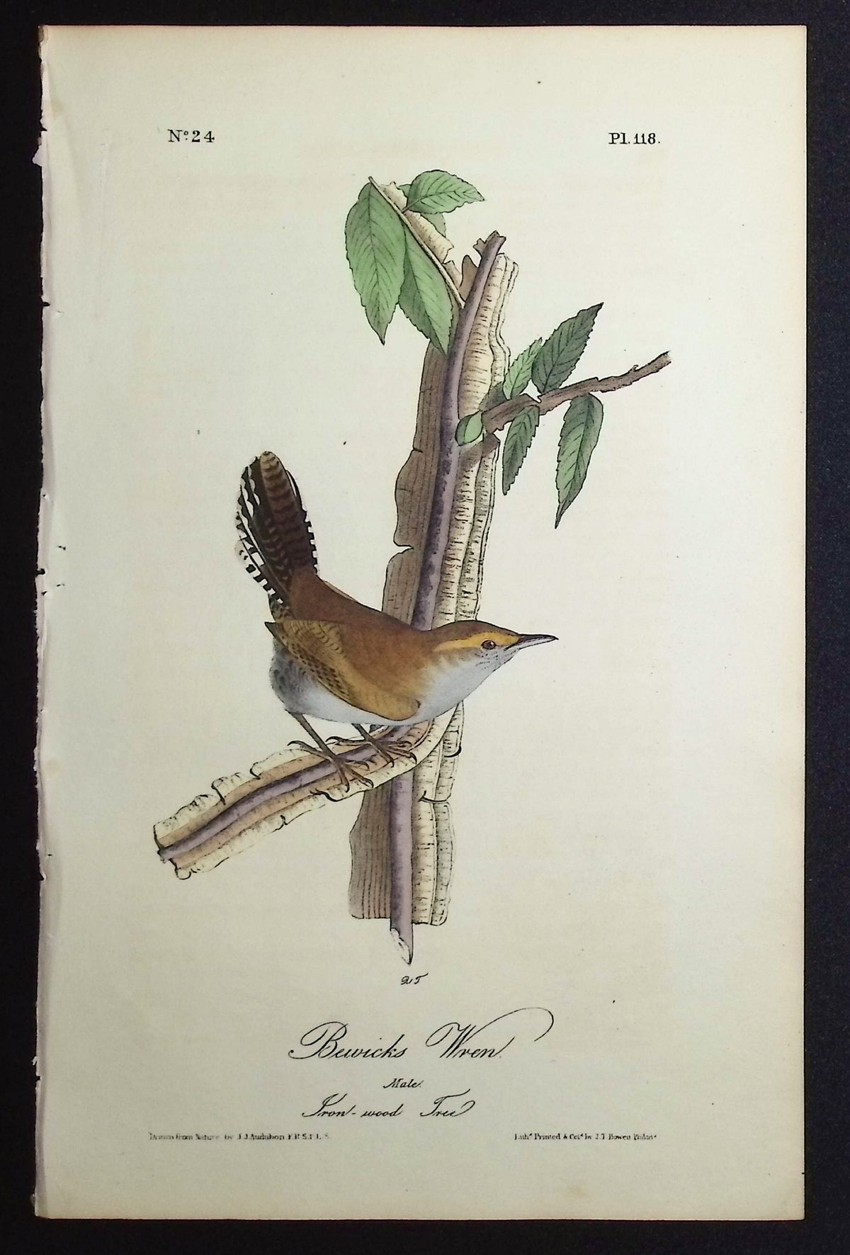 Bewicks Wren