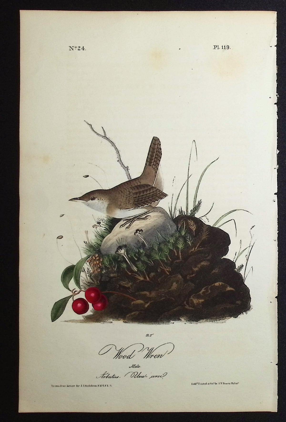 Wood Wren