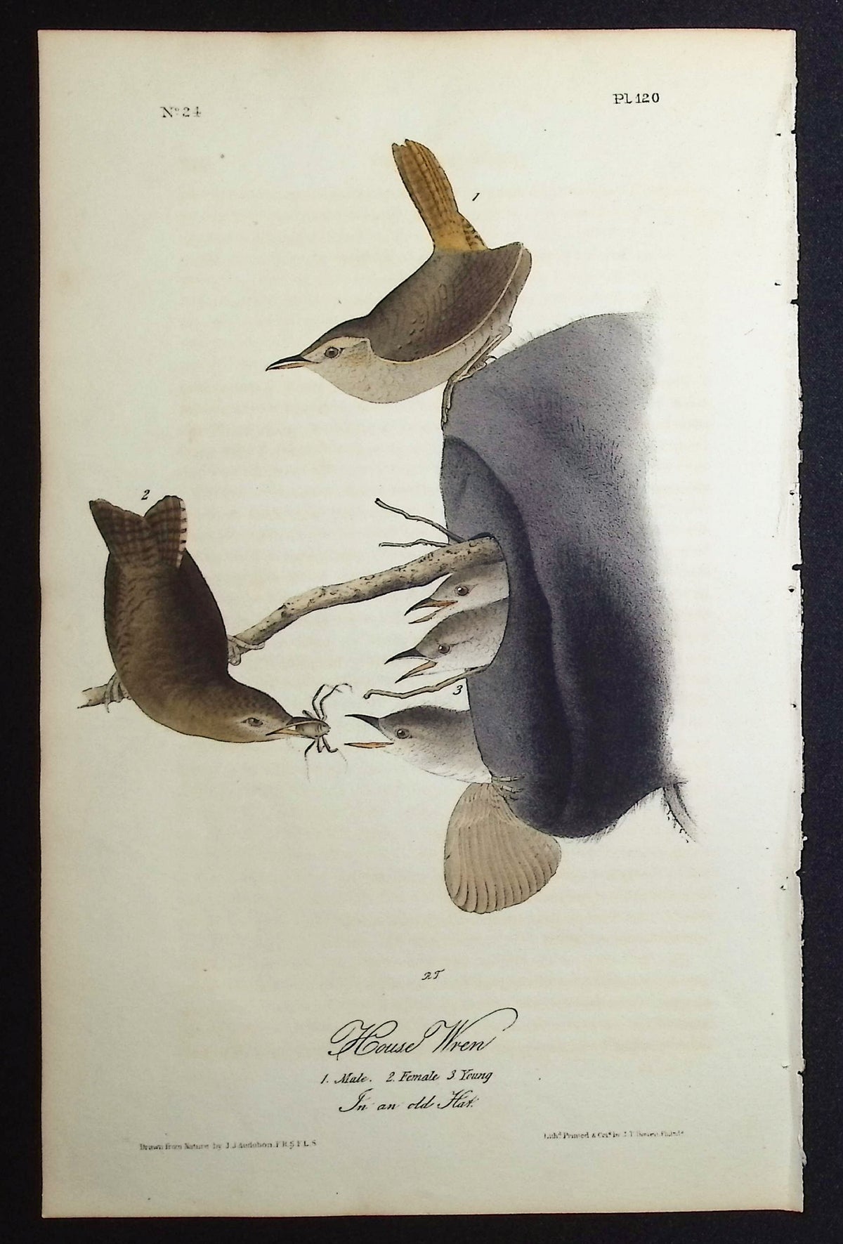 House Wren