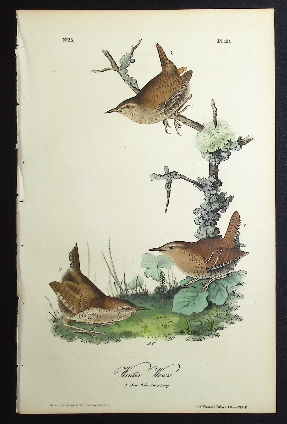 Winter Wren
