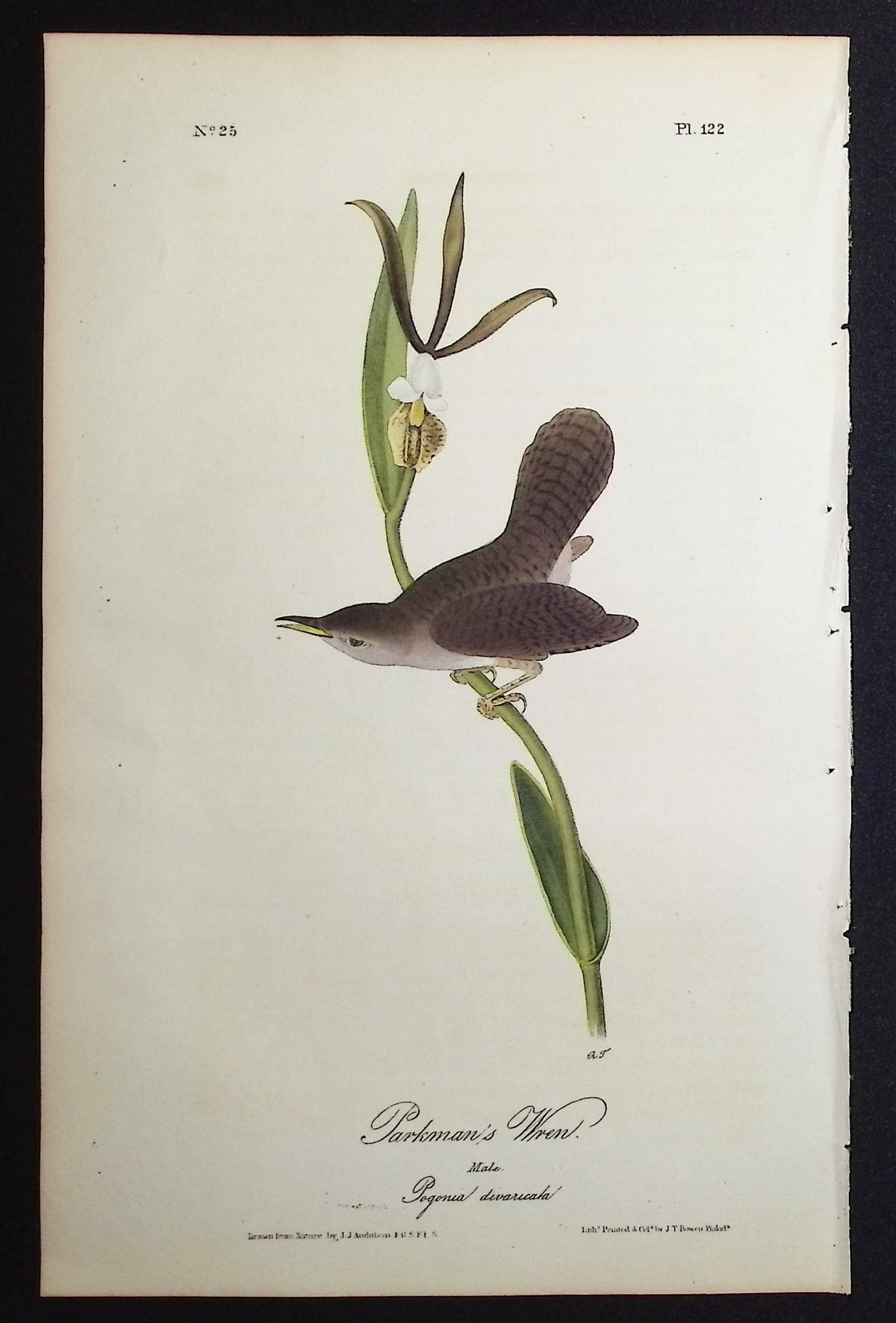Parkman's Wren