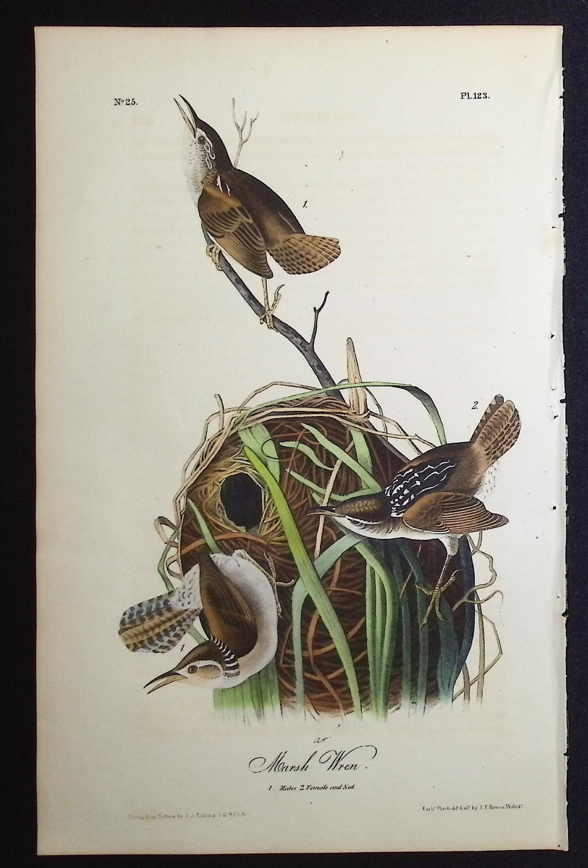 Marsh Wren