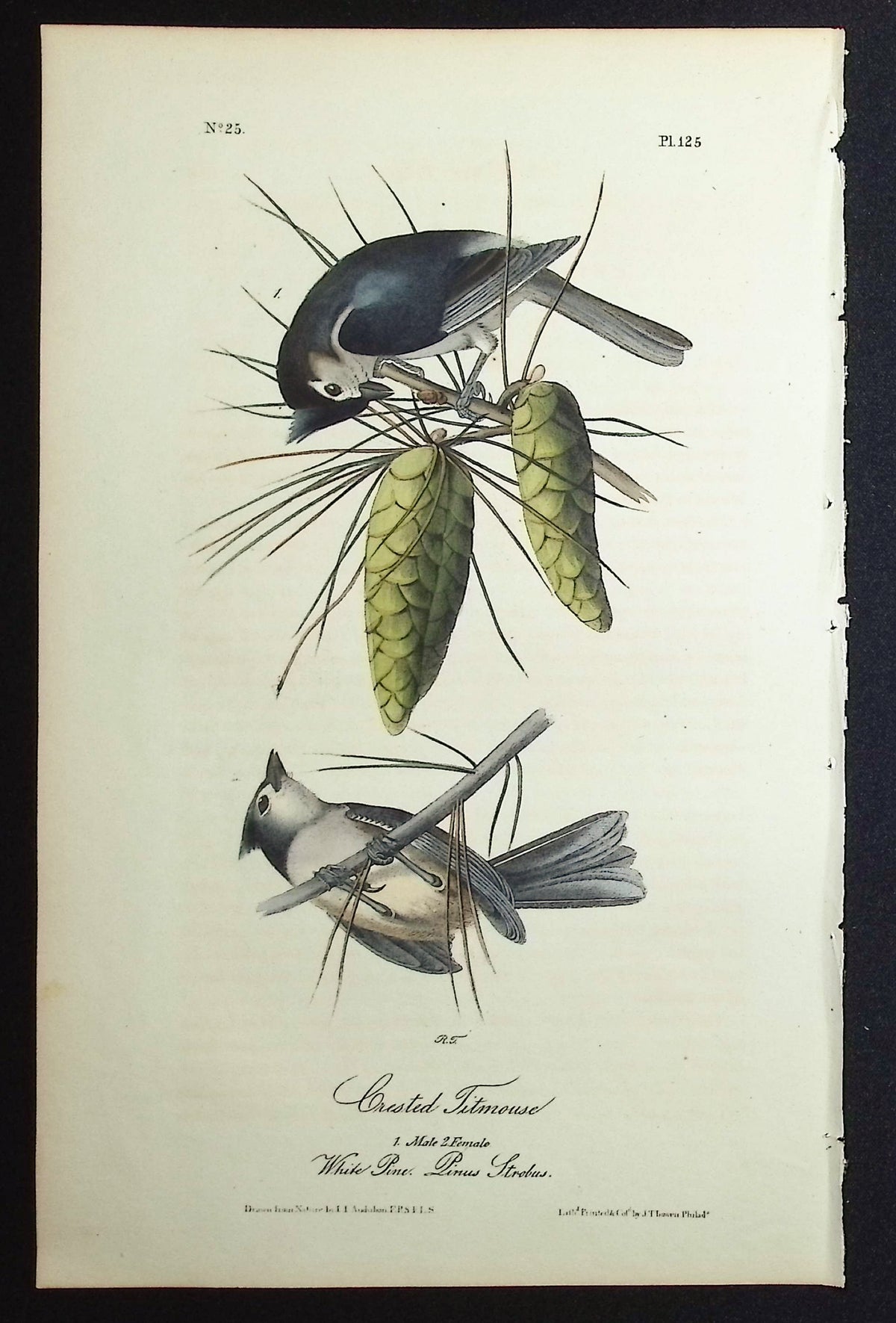 Crested Titmouse