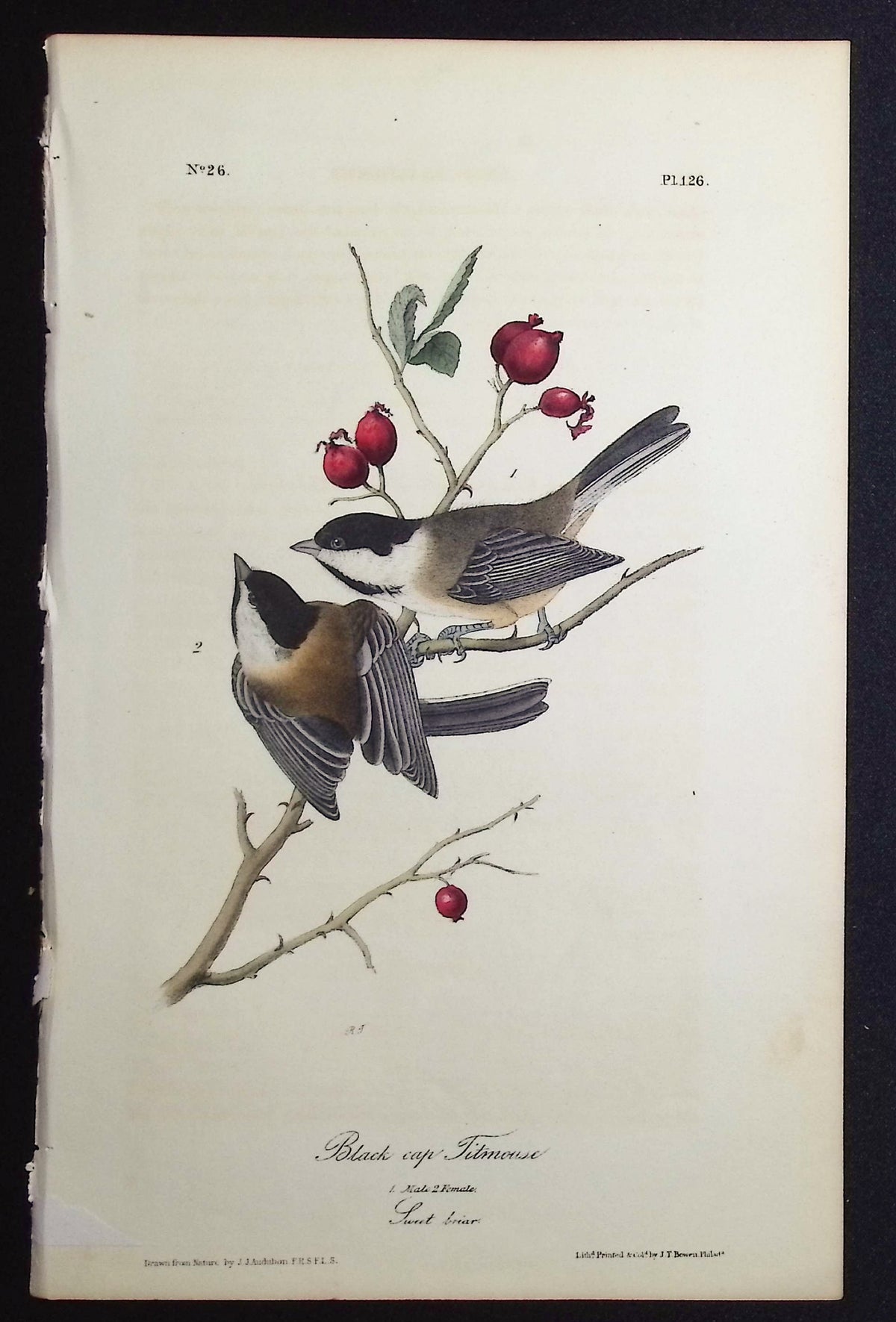 Black cap Titmouse