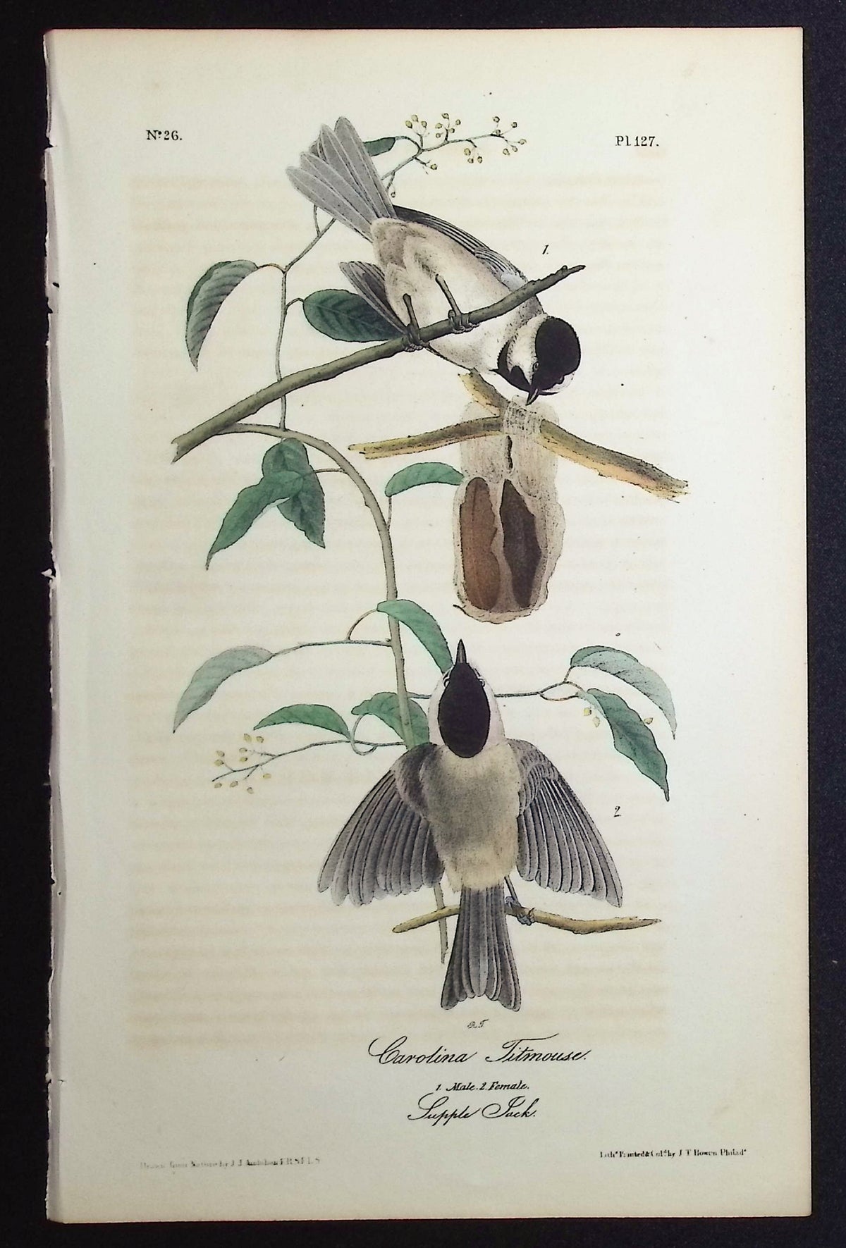 Carolina Titmouse