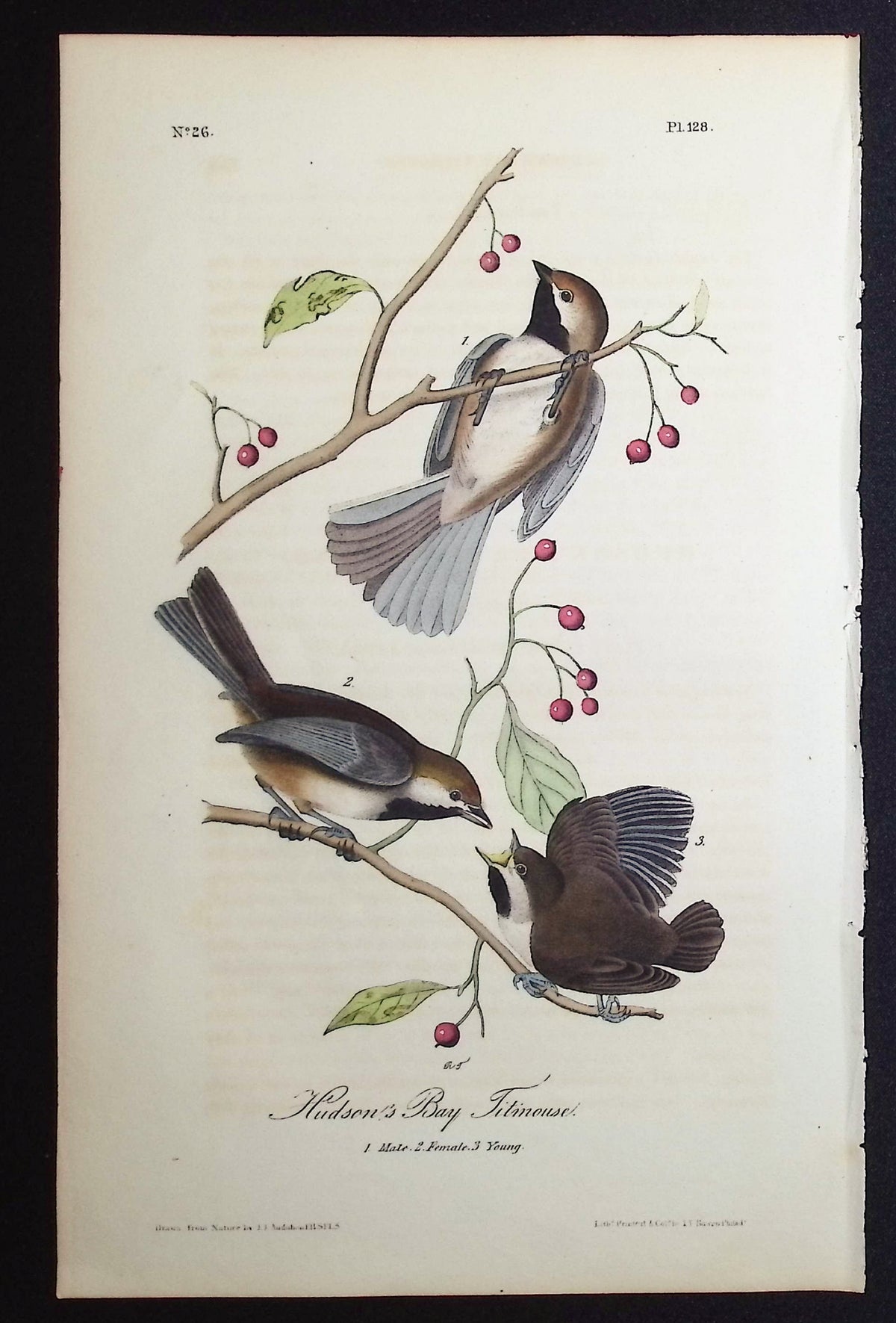 Hudson's Bay Titmouse