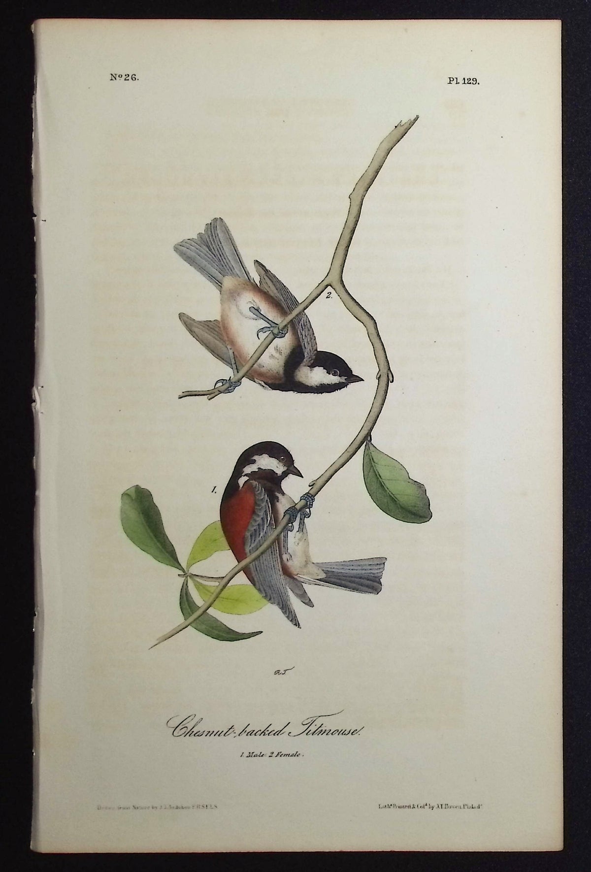 Chestnut-backed Titmouse