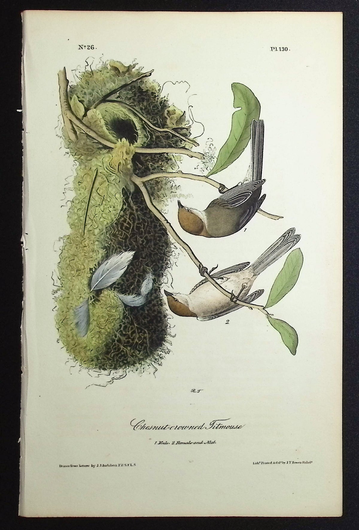 Chestnut-crowned Titmouse
